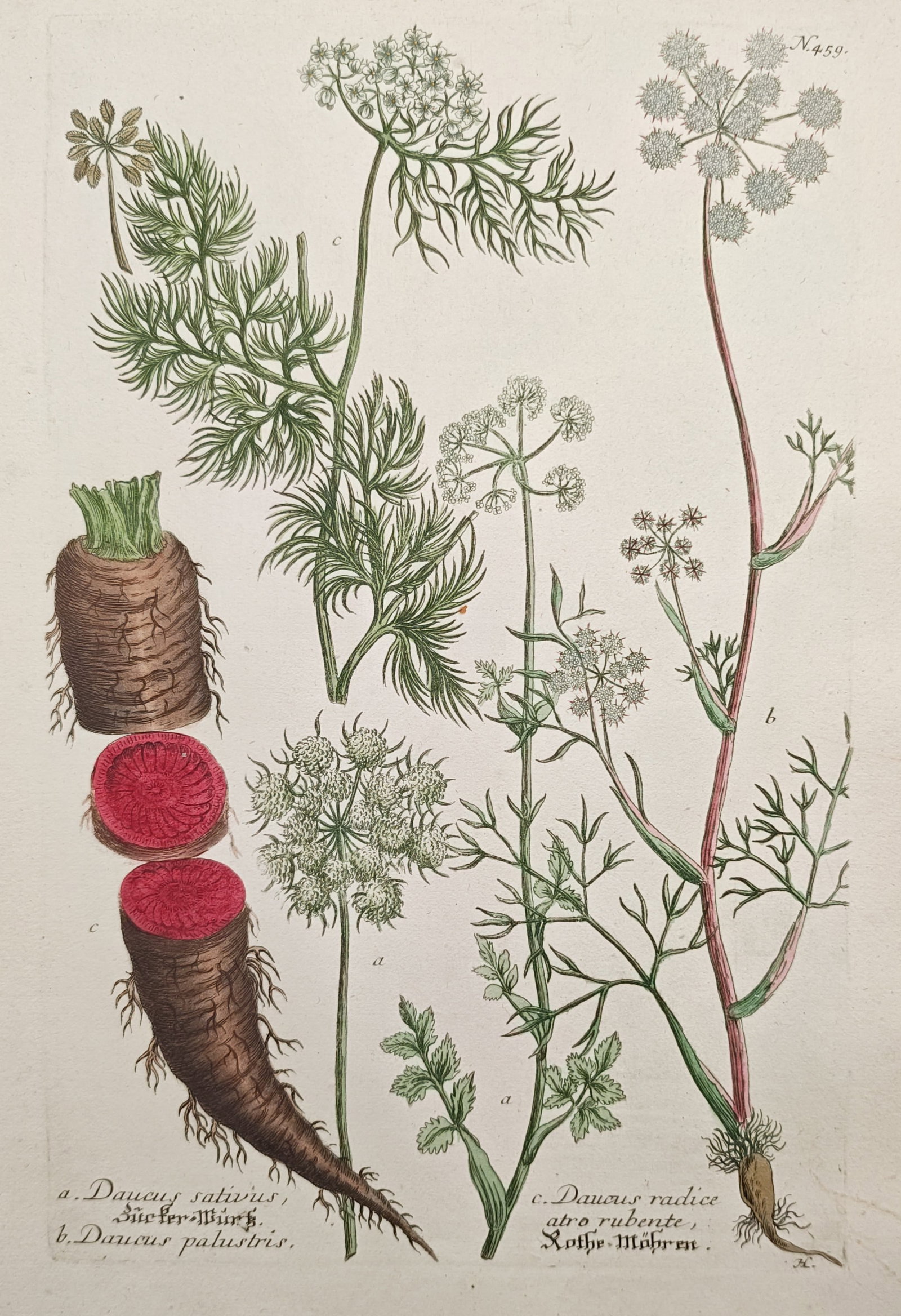 Johann Wilhelm Weinmann – Cultivated and Marsh Carrot Botanical Studies – Engraving: "Cultivated Carrot, Marsh Carrot, Red-Rooted Carrot" illustrates various carrot specimens, displaying intricate umbel flower clusters, fine feathery foliage, and cross-sections of the taproot showing 