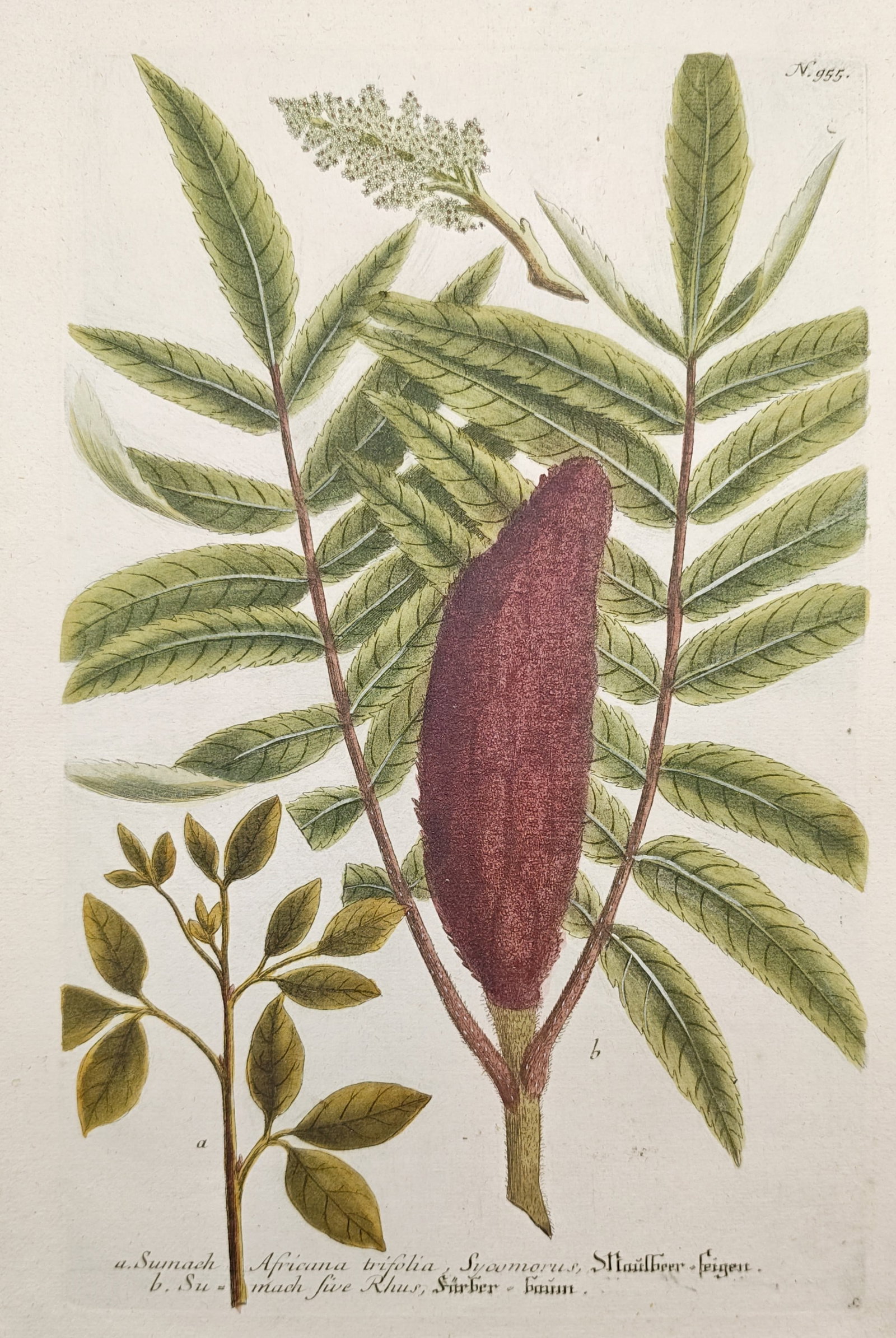 Johann Wilhelm Weinmann – Sumac and Rhus Botanical Studies – Engraving (18th Century): "African Three-Leaved Sumac, Dyer's Sumac" depicts branching foliage, delicate flowering panicles, and the prominent velvety, dense crimson fruit cone characteristic of staghorn sumac. Dating to the 1