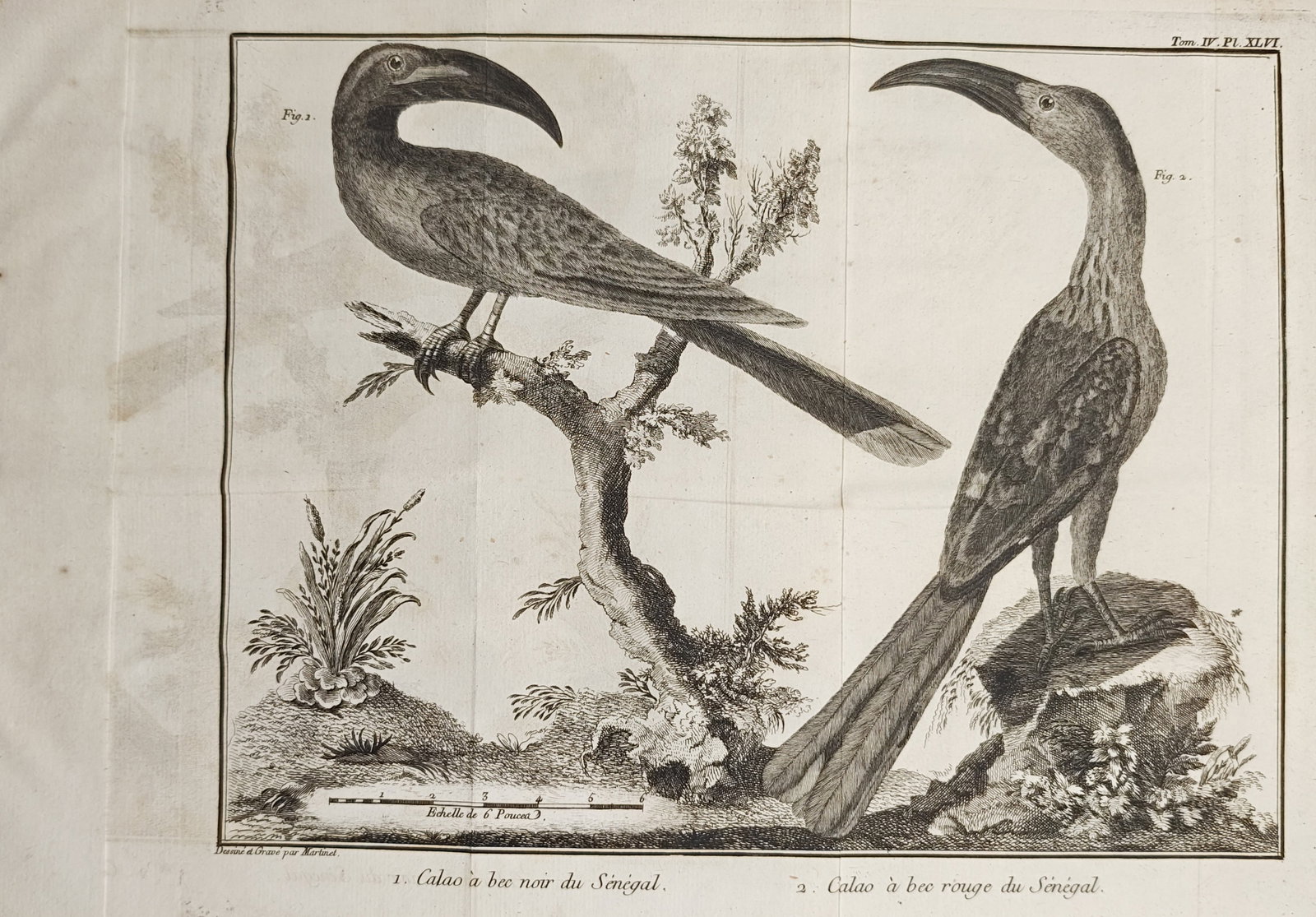 Mathurin Jacques Brisson – Senegal Hornbills Studies – Engraving (1760): "Black-Billed Hornbill of Senegal, Red-Billed Hornbill of Senegal" depicts two hornbills perched upon branches and rocky ground, showcasing their prominent curved beaks, distinctive plumage patterns, 