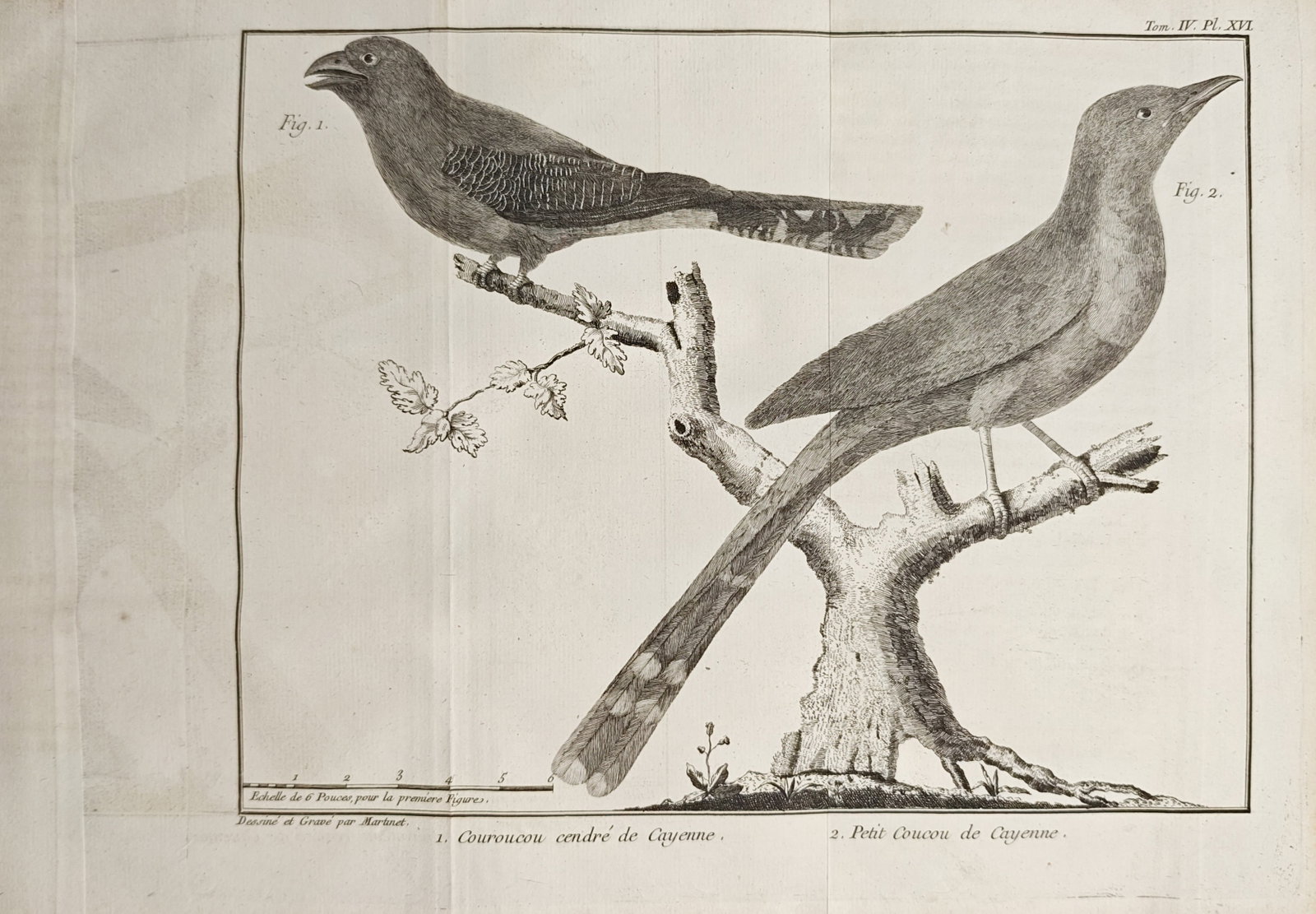 Mathurin Jacques Brisson – Ashy Trogon and Little Cuckoo of Cayenne Studies – Engraving (1760): "Ashy Trogon of Cayenne, Little Cuckoo of Cayenne" illustrates two Neotropical bird varieties perched upon branching woodland limbs with delicate foliage. Published in Paris in 1760 for the foundation