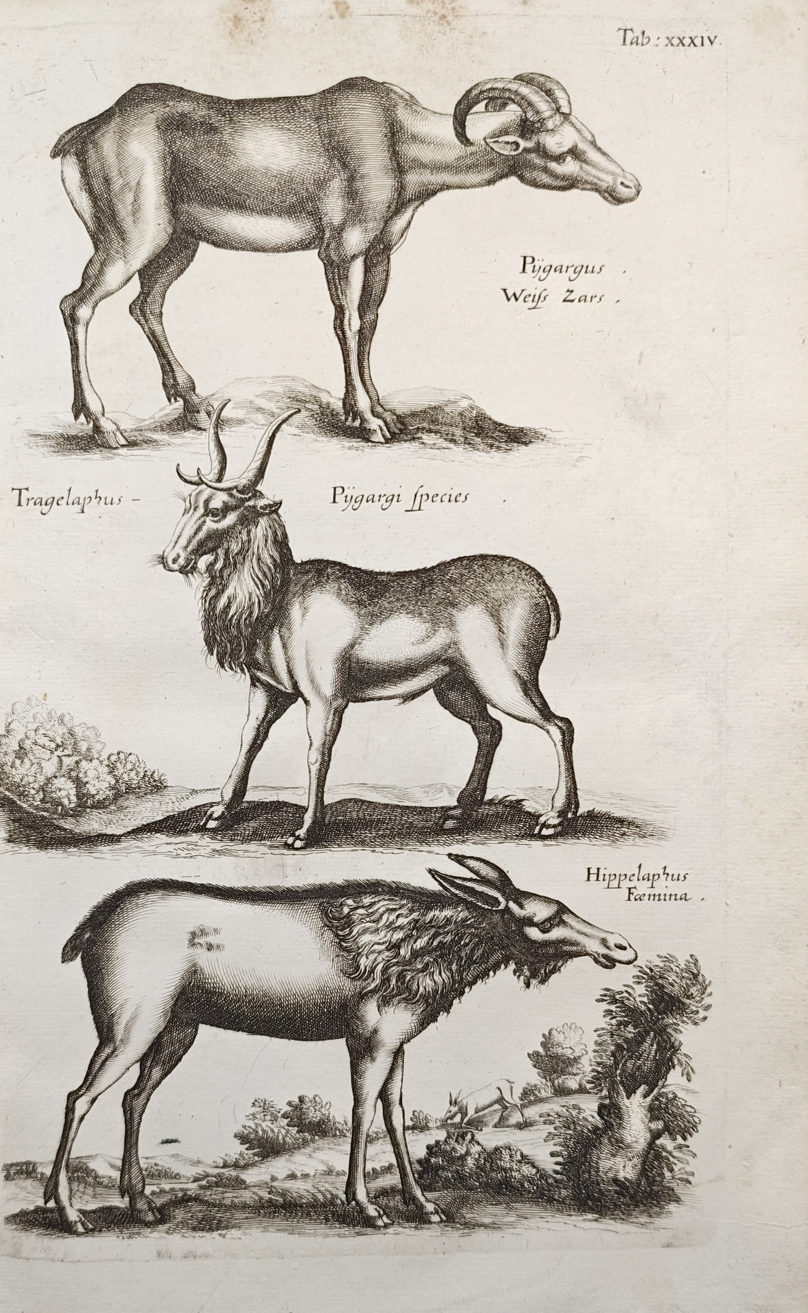 John Jonston – Quadruped Studies of Antelopes and Ungulates – Engraving (17th Century) (1 of 2)