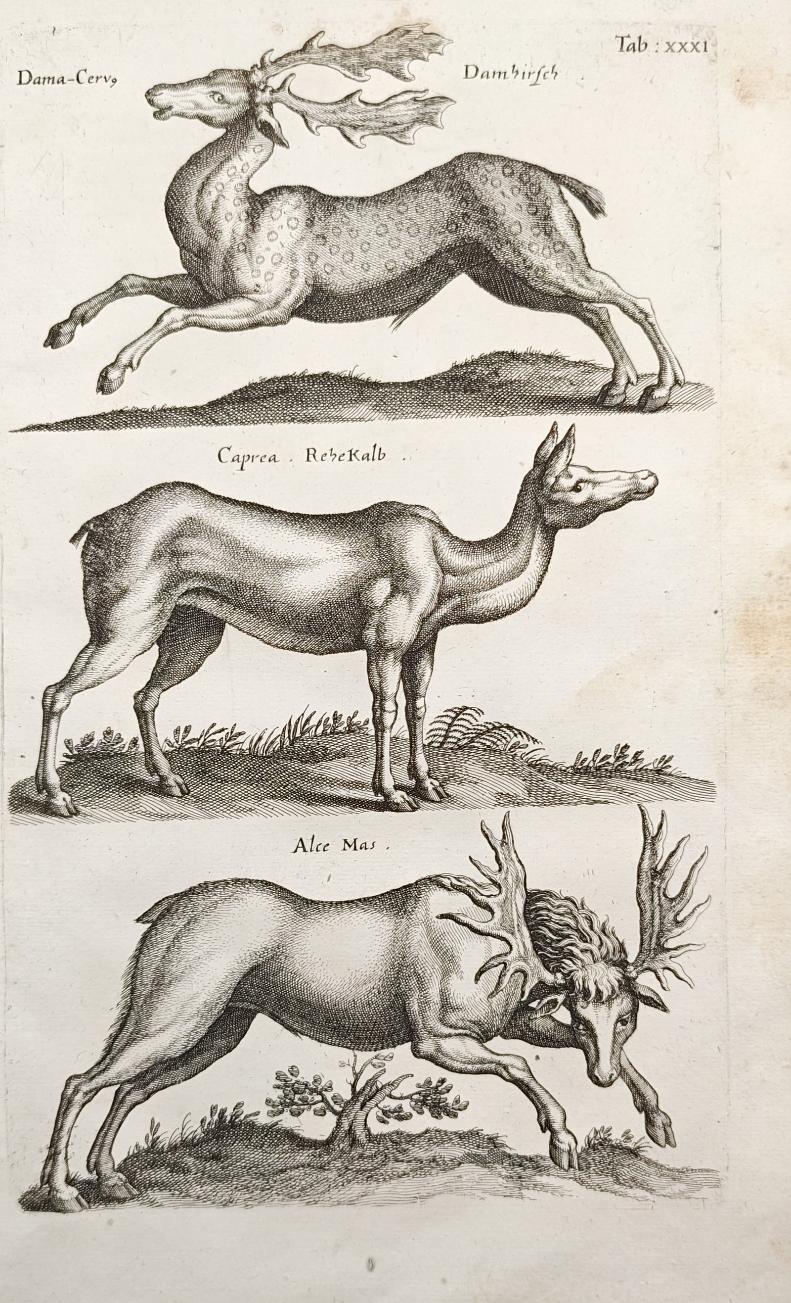 John Jonston – Fallow Deer, Roe Deer, and Elk Studies – Engraving (17th Century) (1 of 2)