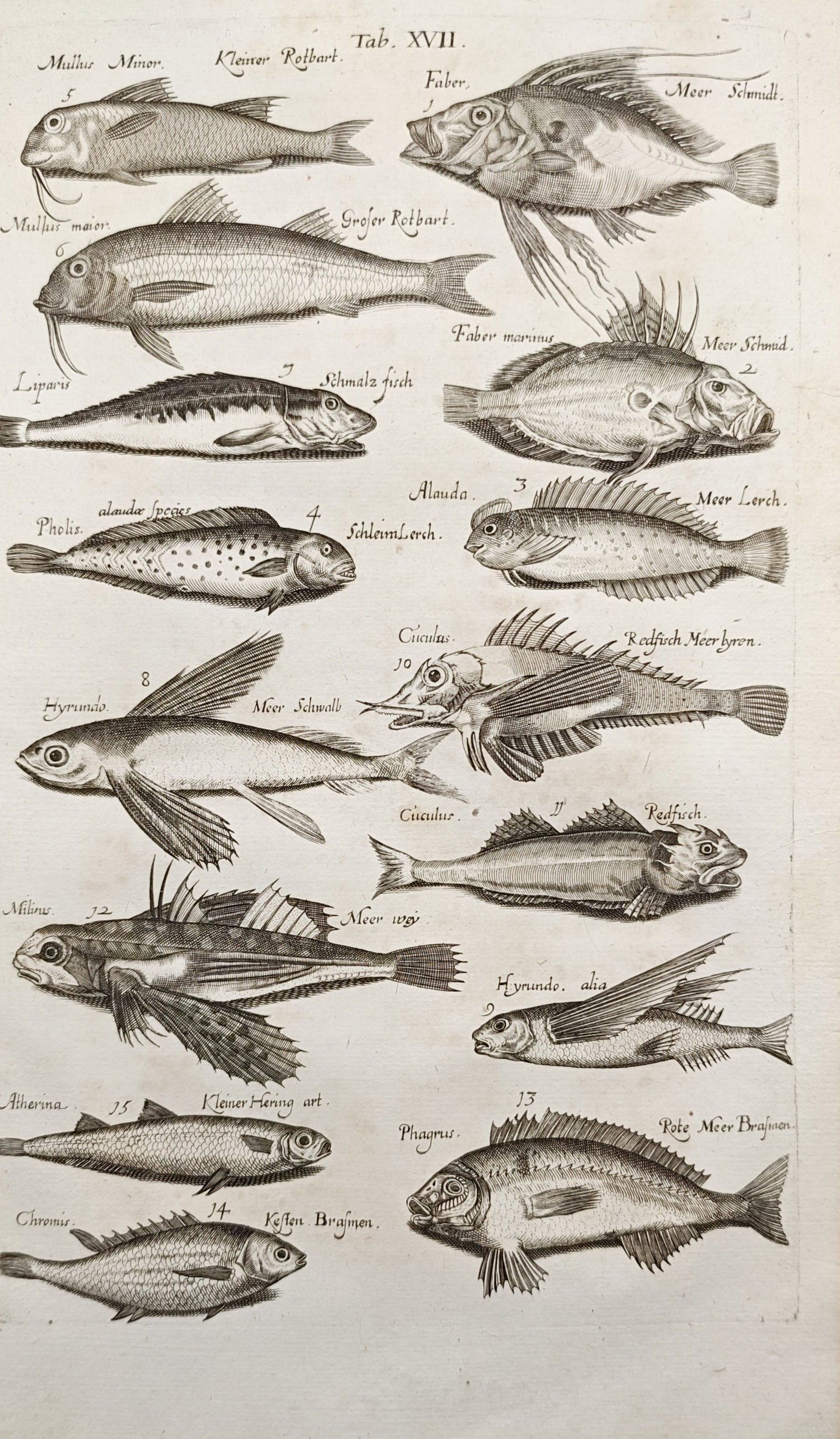 John Jonston – Marine Fish and Flying Fish Studies – Engraving (17th Century) (1 of 2)