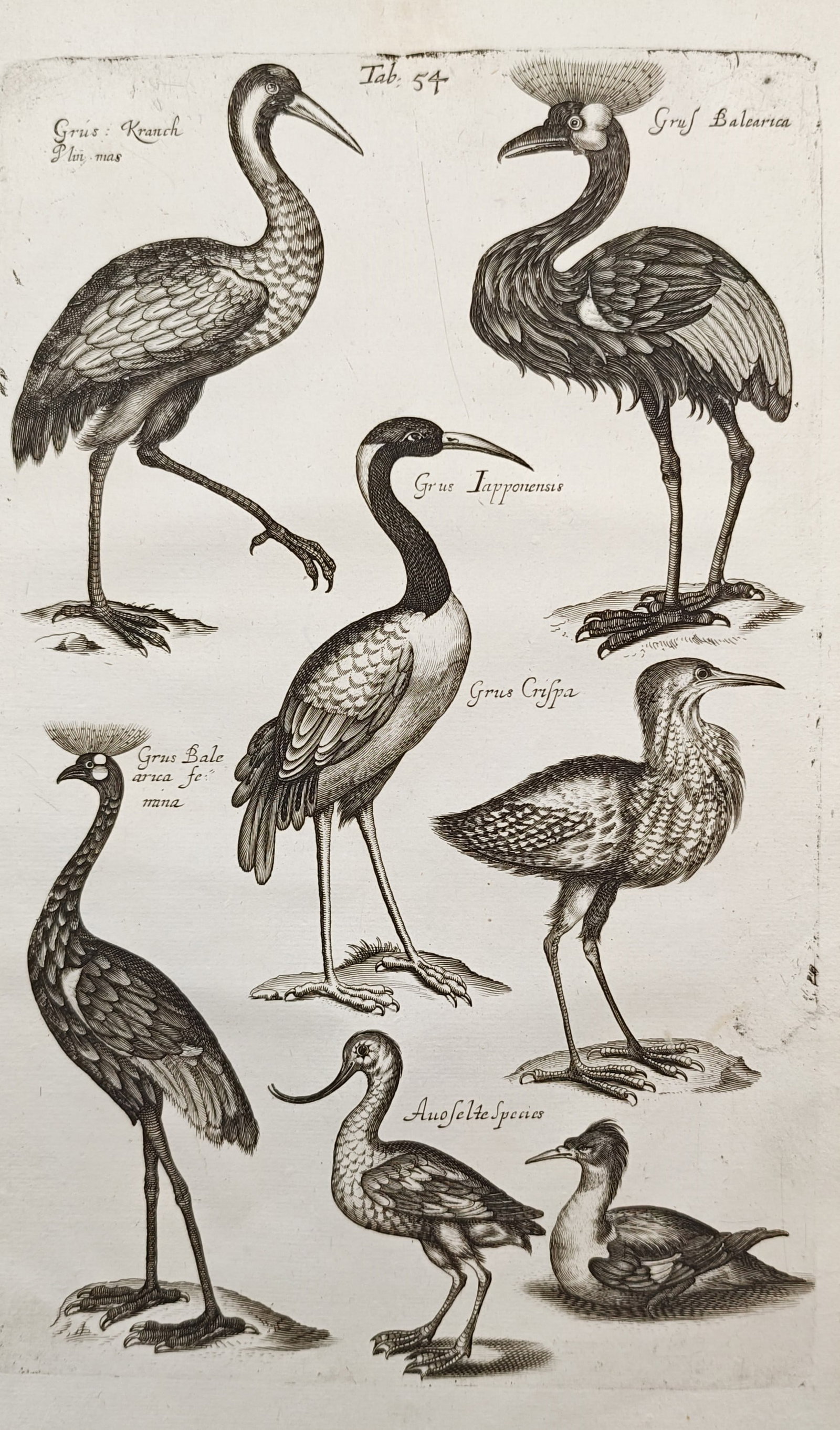 John Jonston – Crane and Wading Bird Studies – Engraving (17th Century): "Crane, Balearic Crowned Crane, Japanese Crane, Avocet" presents an array of long-legged wading birds, illustrating diverse head crests, elongated necks, plumage patterns, and distinctive bill curvatu