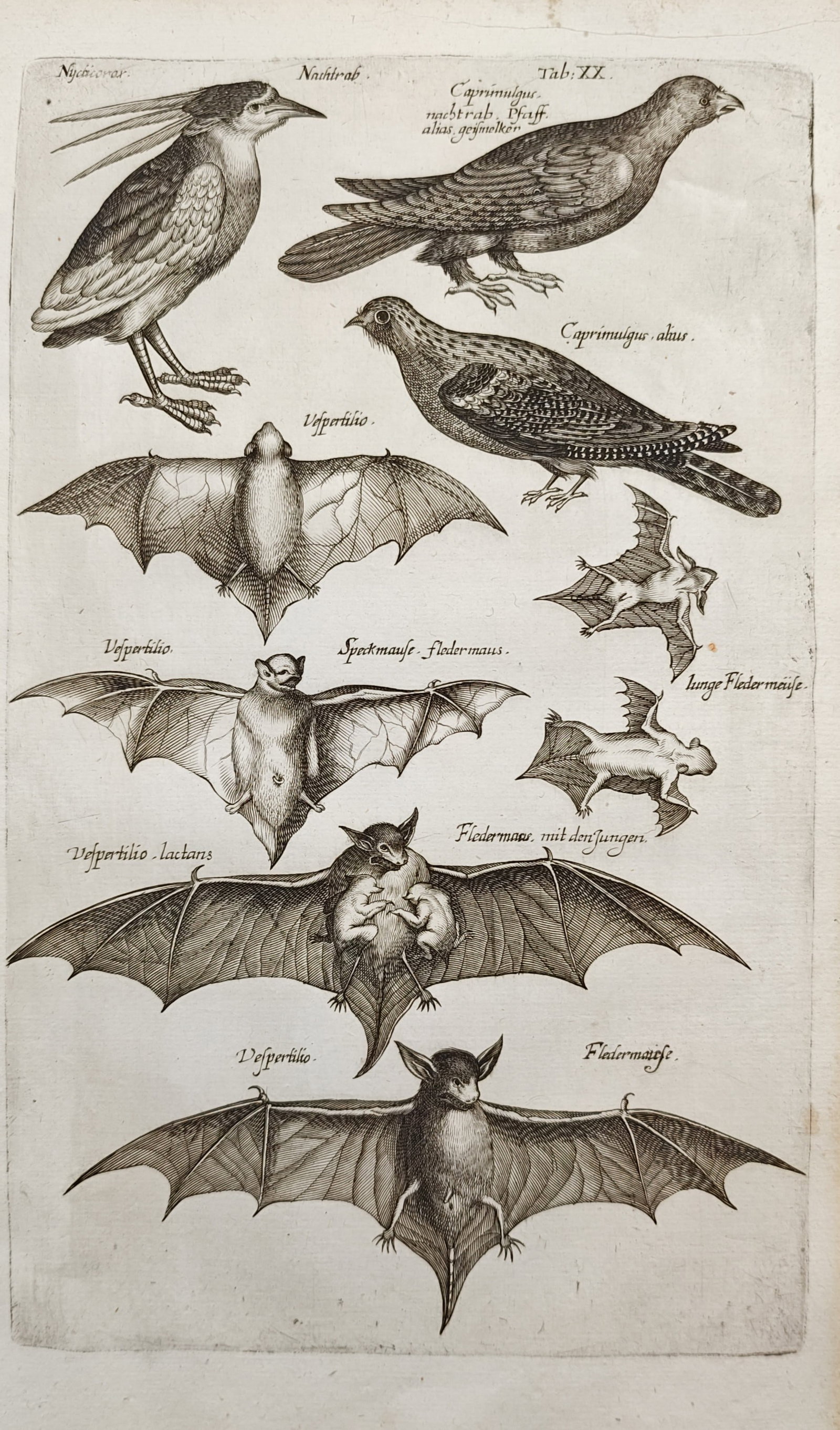 John Jonston – Night Birds and Bat Studies – Engraving (17th Century) (1 of 2)