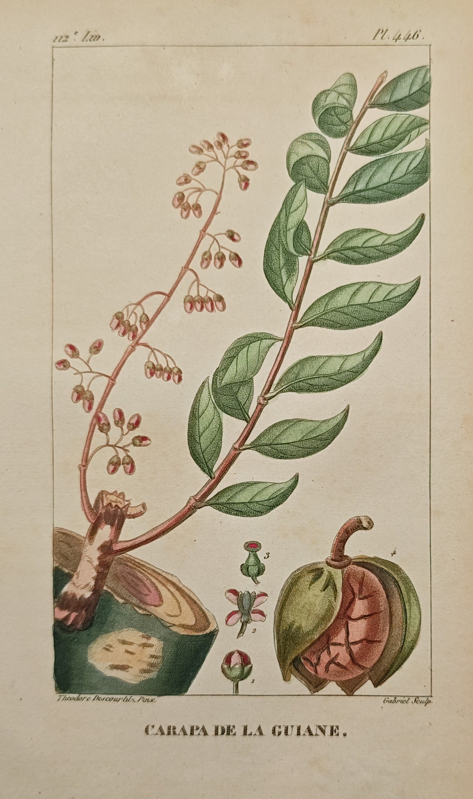 Théodore Descourtilz – Guiana Crabwood Botanical Study – Engraving (c. 1828): "Guiana Crabwood" illustrates the botanical morphology of Carapa guianensis, depicting leafy branches, budding inflorescences, wood grain cross-sections, and seed pod dissections. Published around 182