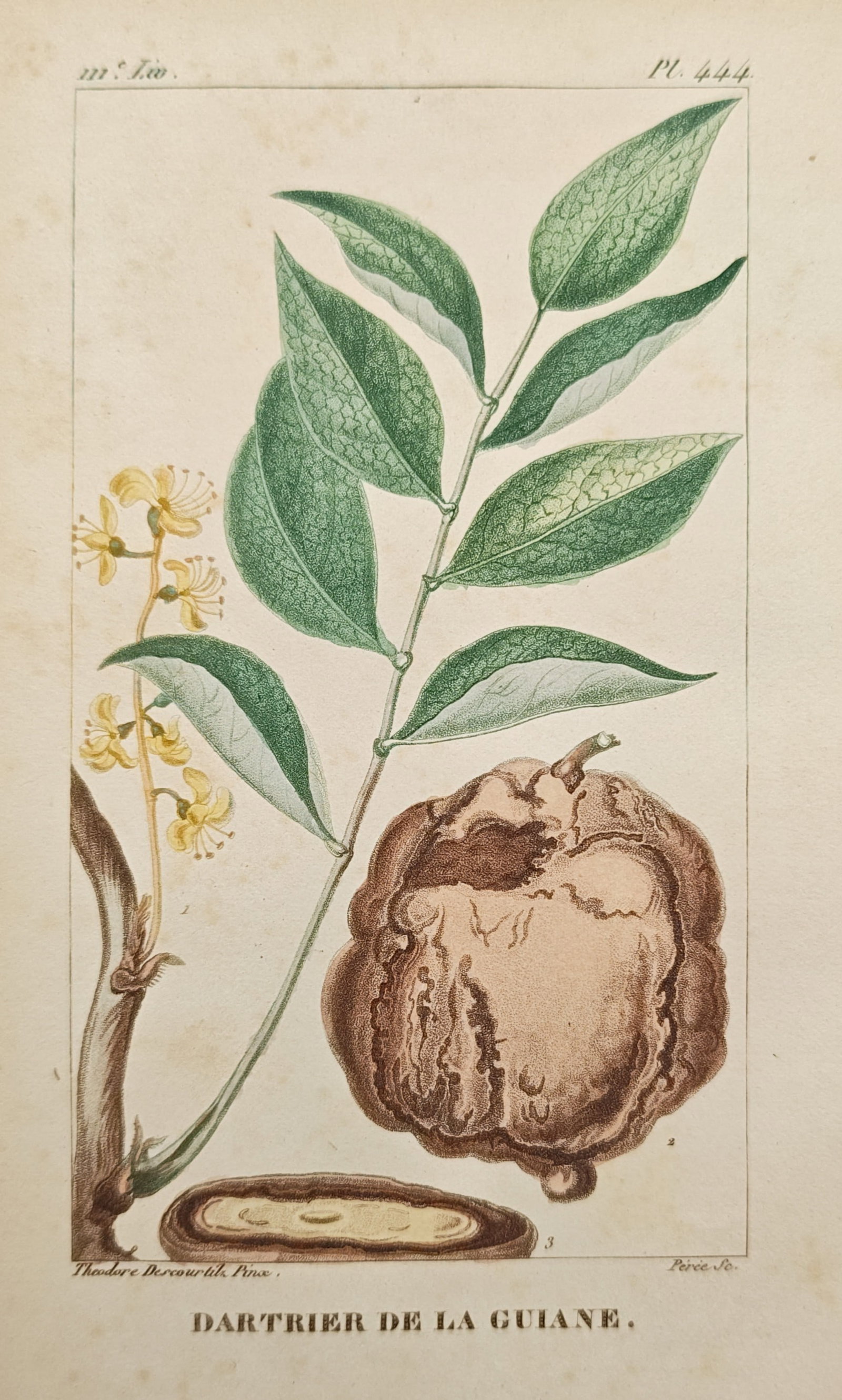 Théodore Descourtilz – Guiana Ringworm Shrub Botanical Study – Engraving (c. 1828): "Guiana Ringworm Shrub" illustrates the botanical morphology of a medicinal tropical plant, depicting its leafy foliage, delicate yellow blossoms, and large textured seed pod alongside a cross-section