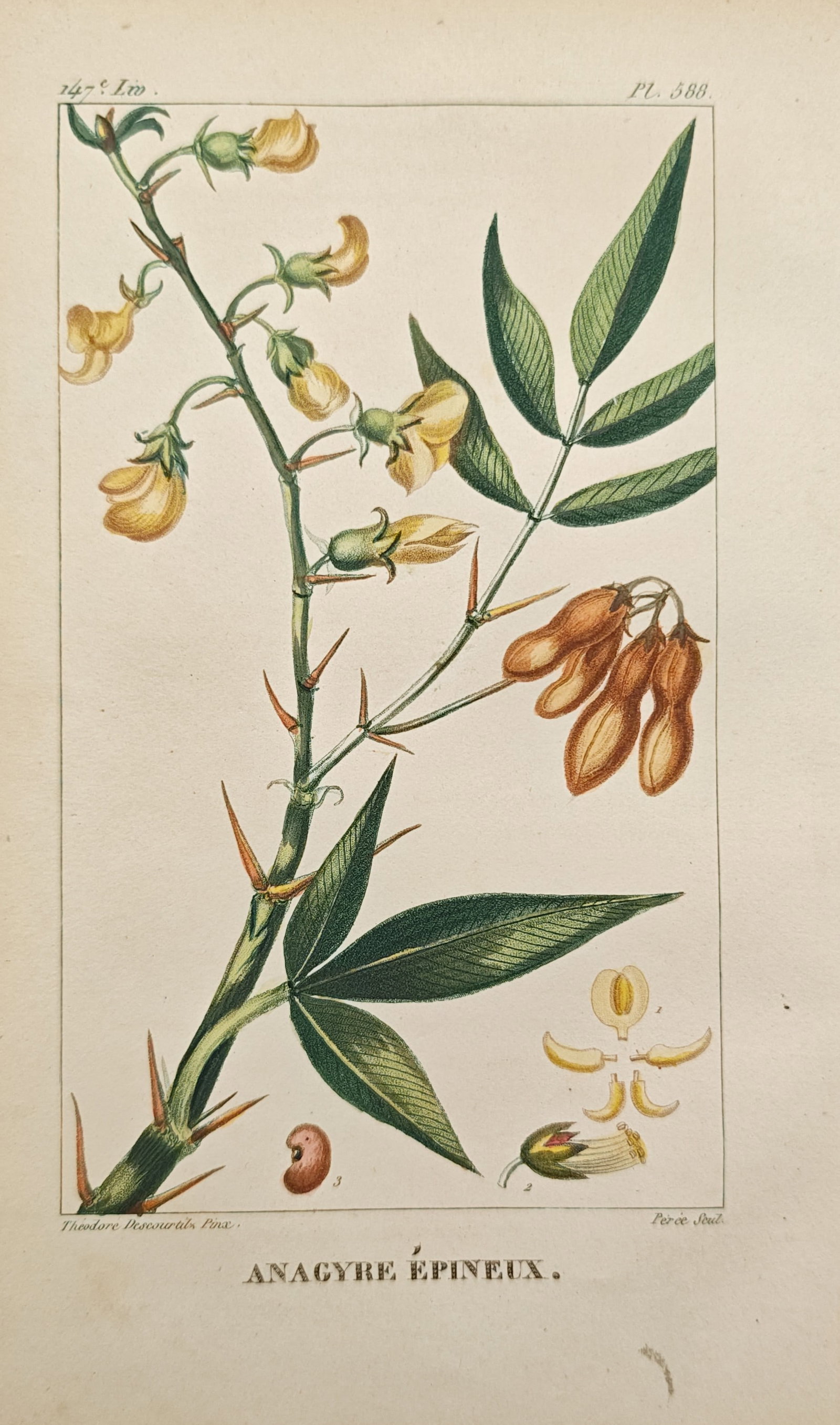 Théodore Descourtilz – Thorny Anagyris Botanical Study – Engraving (c. 1828): "Thorny Anagyris" illustrates the botanical morphology of the spiny leguminous plant, displaying sharp thorns, trifoliate leaves, delicate yellow pea-like blossoms, hanging seed pods, and floral disse