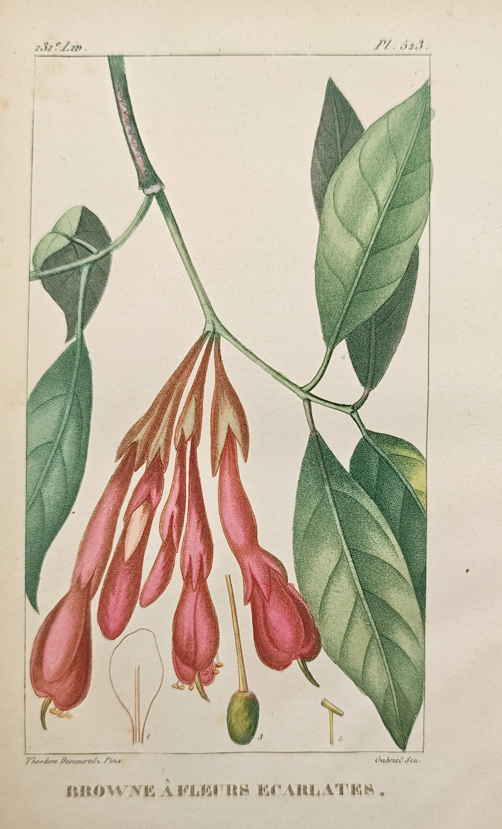 Théodore Descourtilz – Scarlet-Flowered Brownea Botanical Study – Engraving (c. 1828): "Scarlet-Flowered Brownea" illustrates the botanical morphology of Brownea coccinea, showing vibrant crimson floral clusters, slender calyxes, and broad tropical foliage alongside delicate dissection 