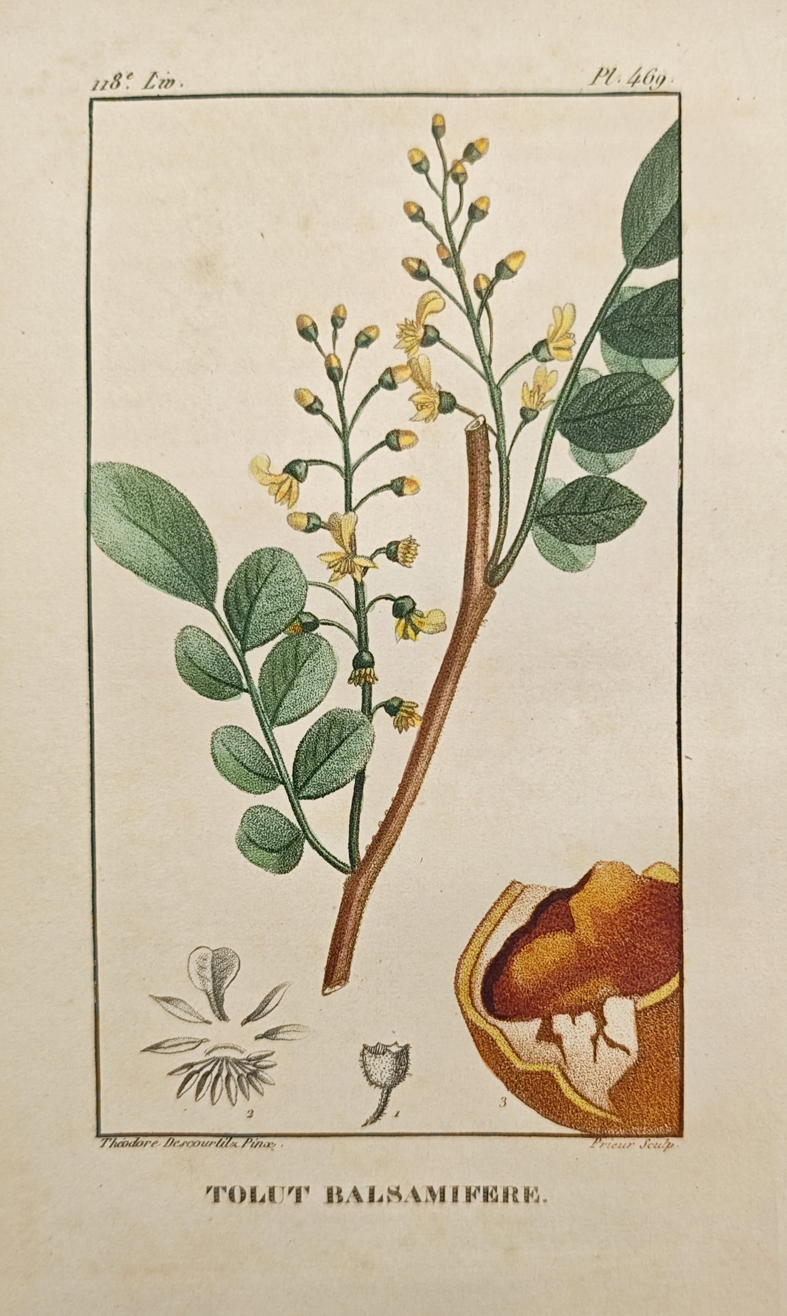 Théodore Descourtilz – Balsam of Tolu Botanical Study – Engraving (c. 1828) (1 of 2)