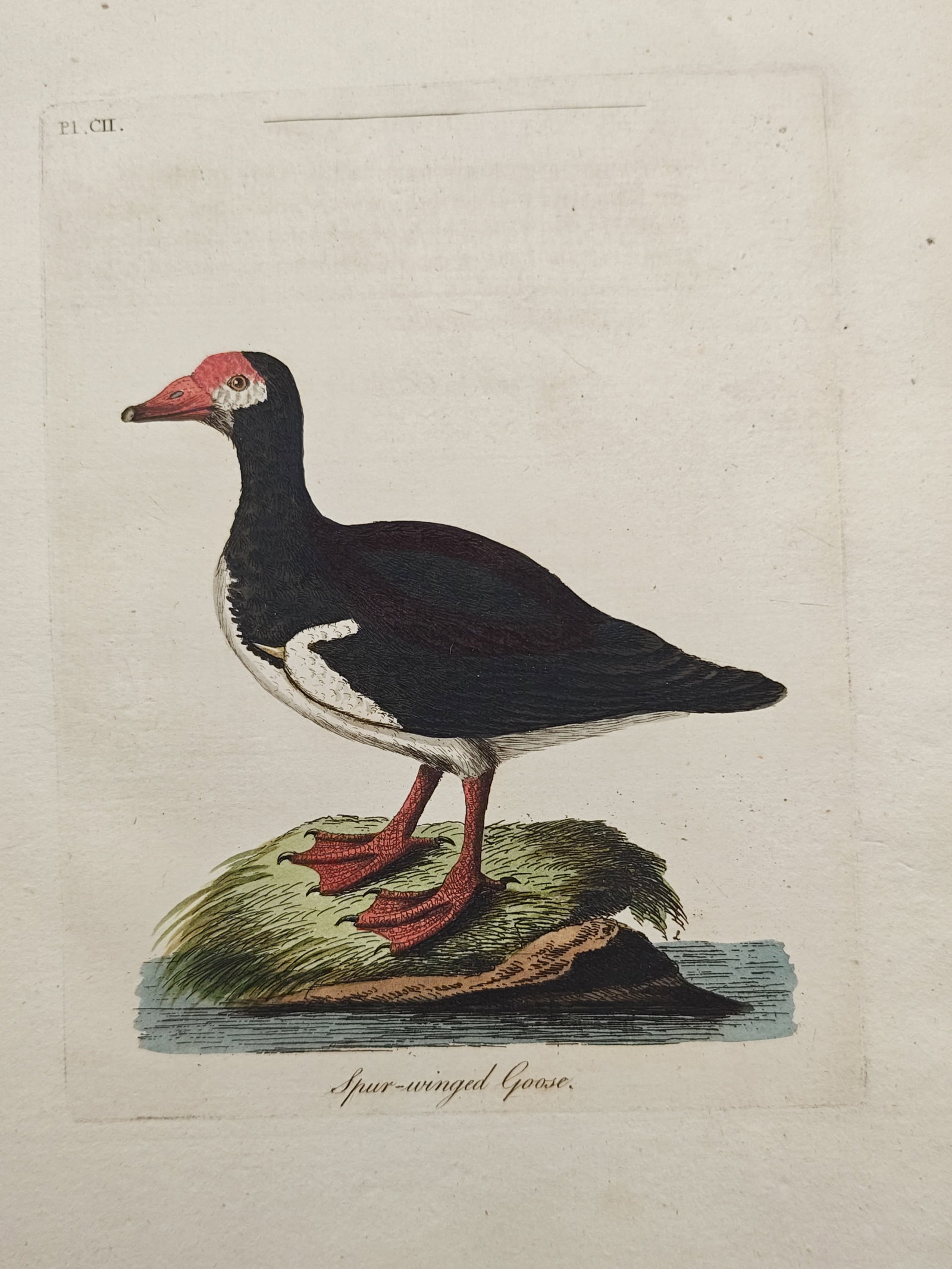 John Latham – Spur-Winged Goose Study – Engraving (18th Century) (1 of 2)