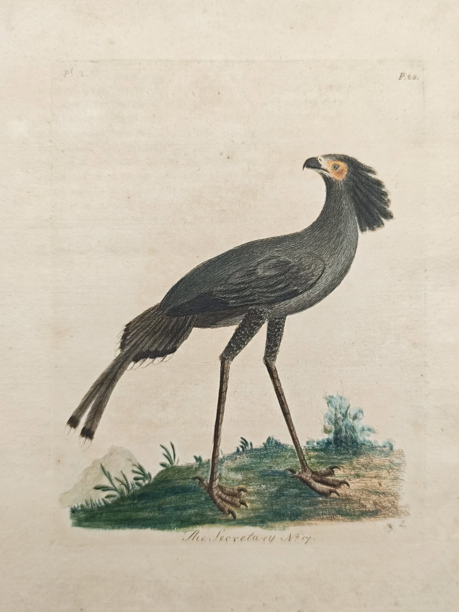 John Latham – Secretarybird Study – Engraving (18th Century) (1 of 2)