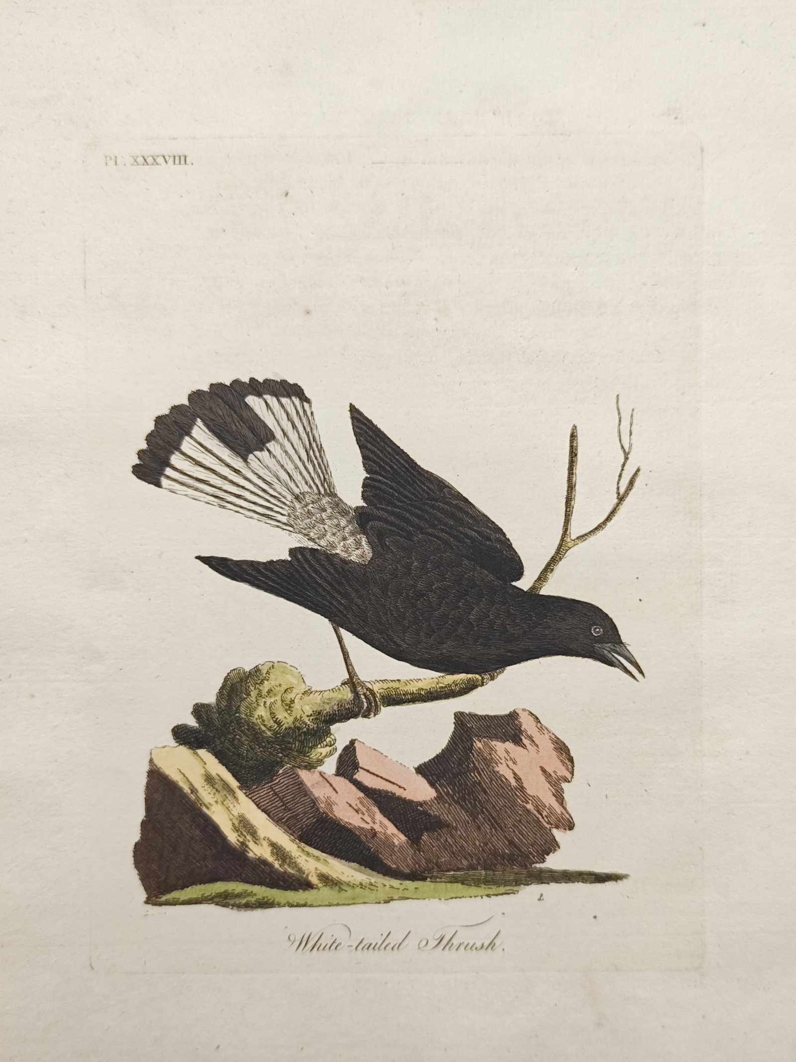 John Latham – White-Tailed Thrush Study – Engraving (18th Century) (1 of 2)