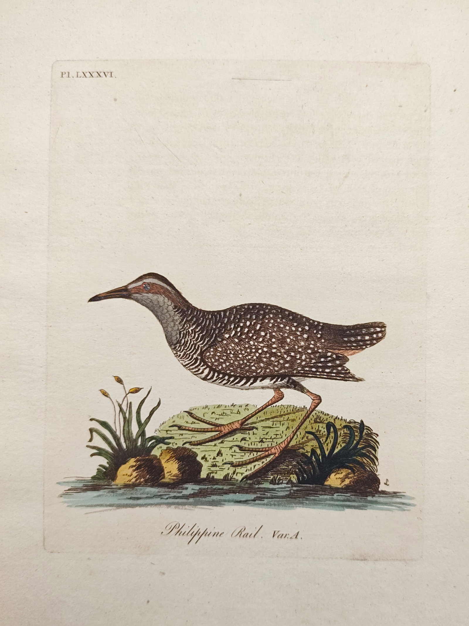John Latham – Philippine Rail Variety A Study – Engraving (18th Century): "Philippine Rail, Variety A" depicts a marshland wading bird standing upon a grassy hummock at the water's edge, highlighting its spotted and barred plumage patterns, slender beak, and elongated legs.