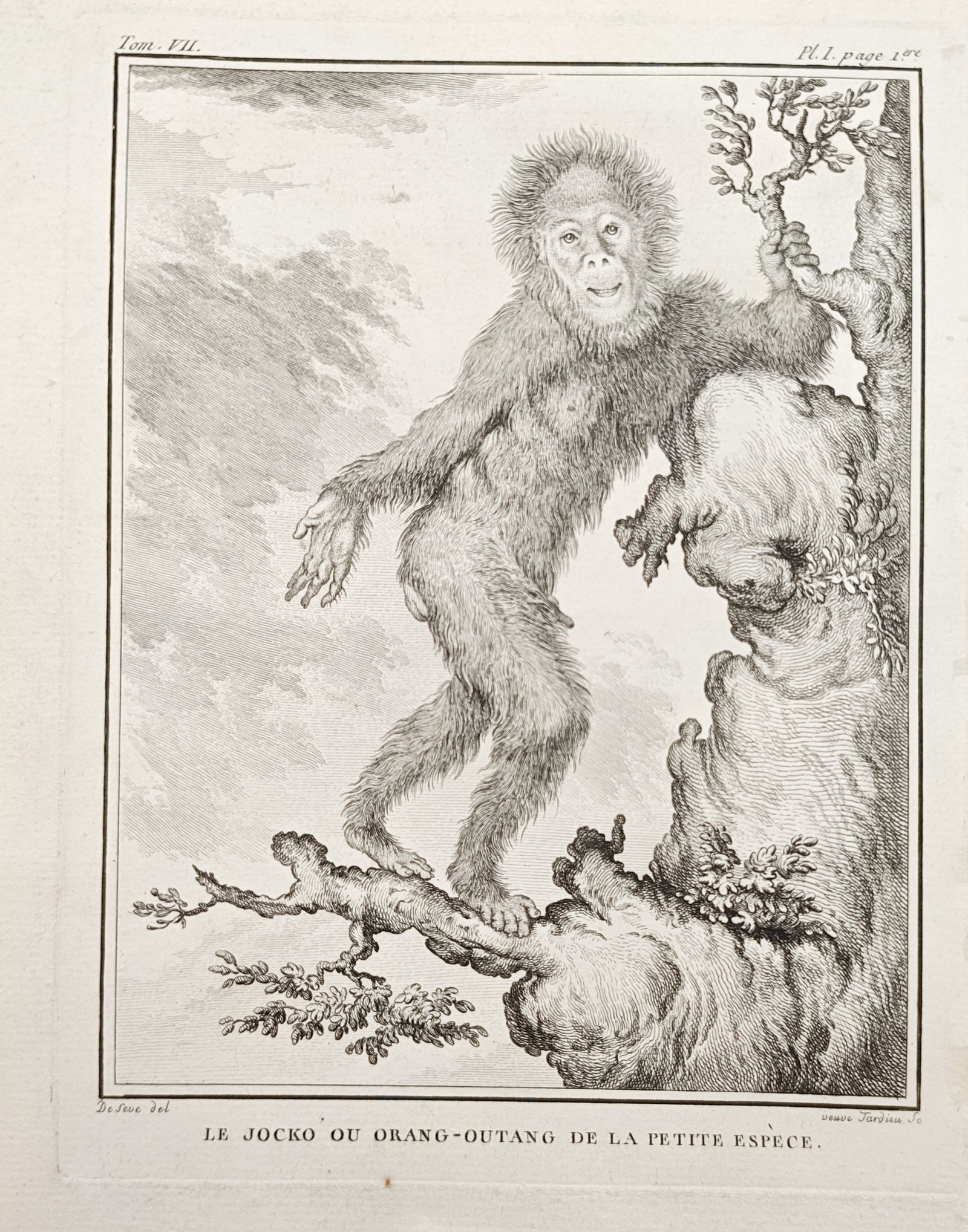 Georges-Louis Leclerc de Buffon – The Jocko or Orangutan of the Small Species Study – Engraving: "The Jocko or Orangutan of the Small Species" illustrates an upright anthropoid ape standing upon a tree limb against a background of craggy cliffs, gnarled trunks, and open sky. Produced during the 1