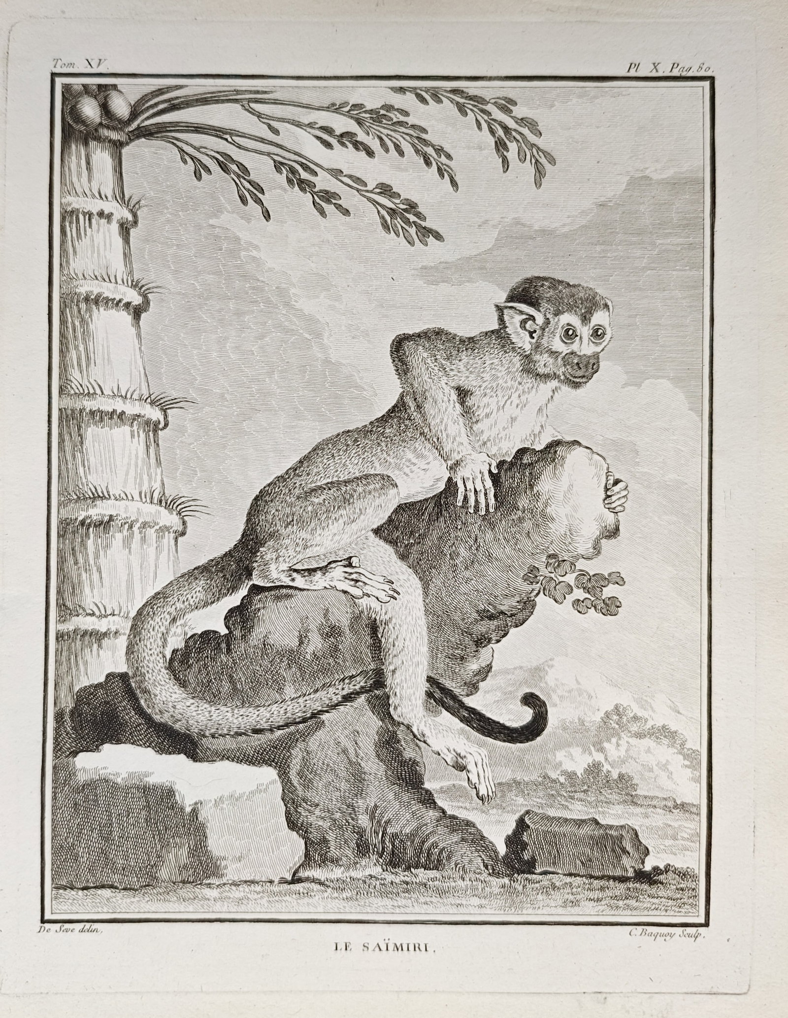 Georges-Louis Leclerc de Buffon – The Saimiri Squirrel Monkey Study – Engraving (18th Century): "The Saimiri" portrays a South American squirrel monkey perched upon a rocky outcrop beside a tropical palm tree against an open landscape. Produced during the 18th century for the monumental multi-vo