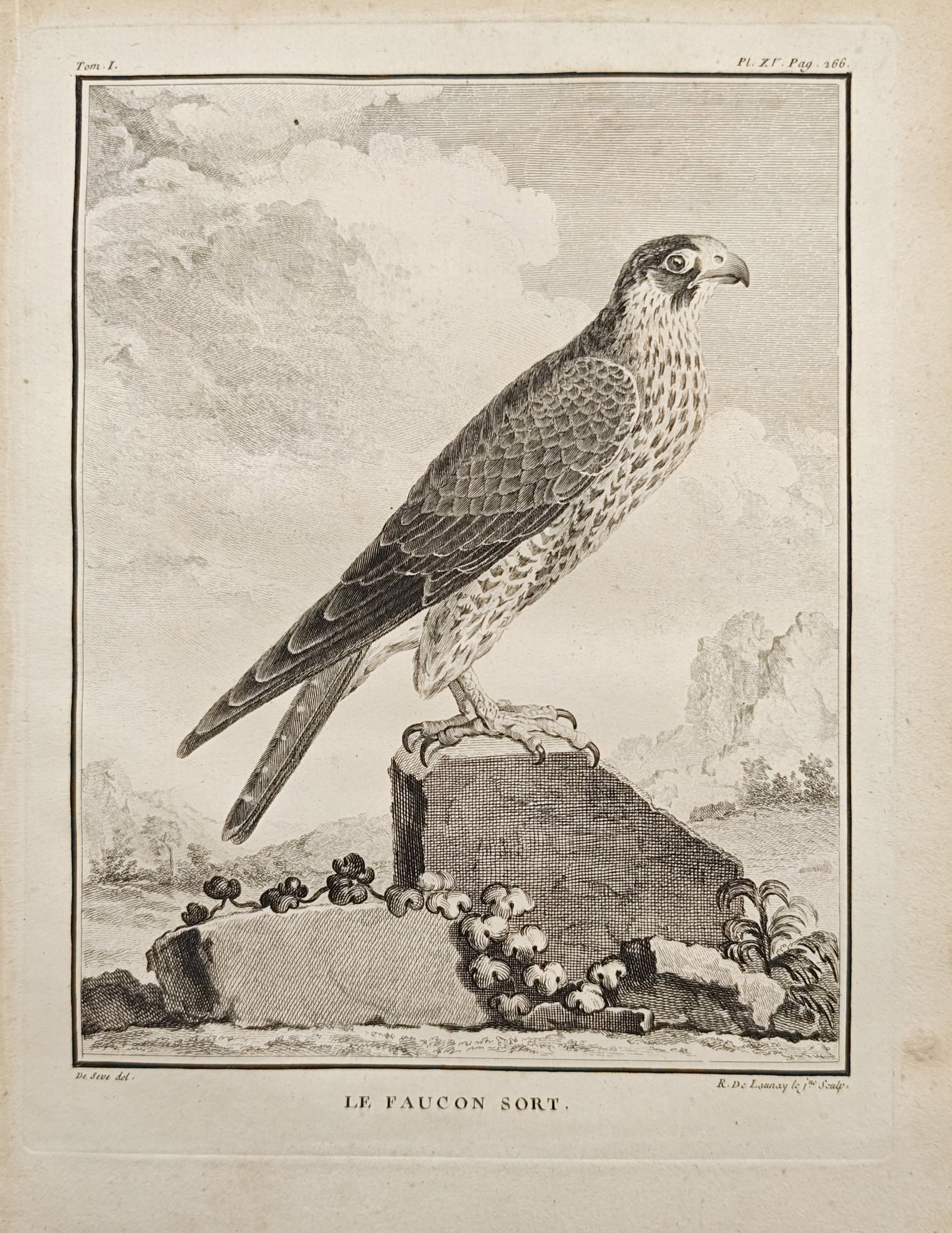 Georges-Louis Leclerc de Buffon – The Soar Falcon Study – Engraving (18th Century) (1 of 2)
