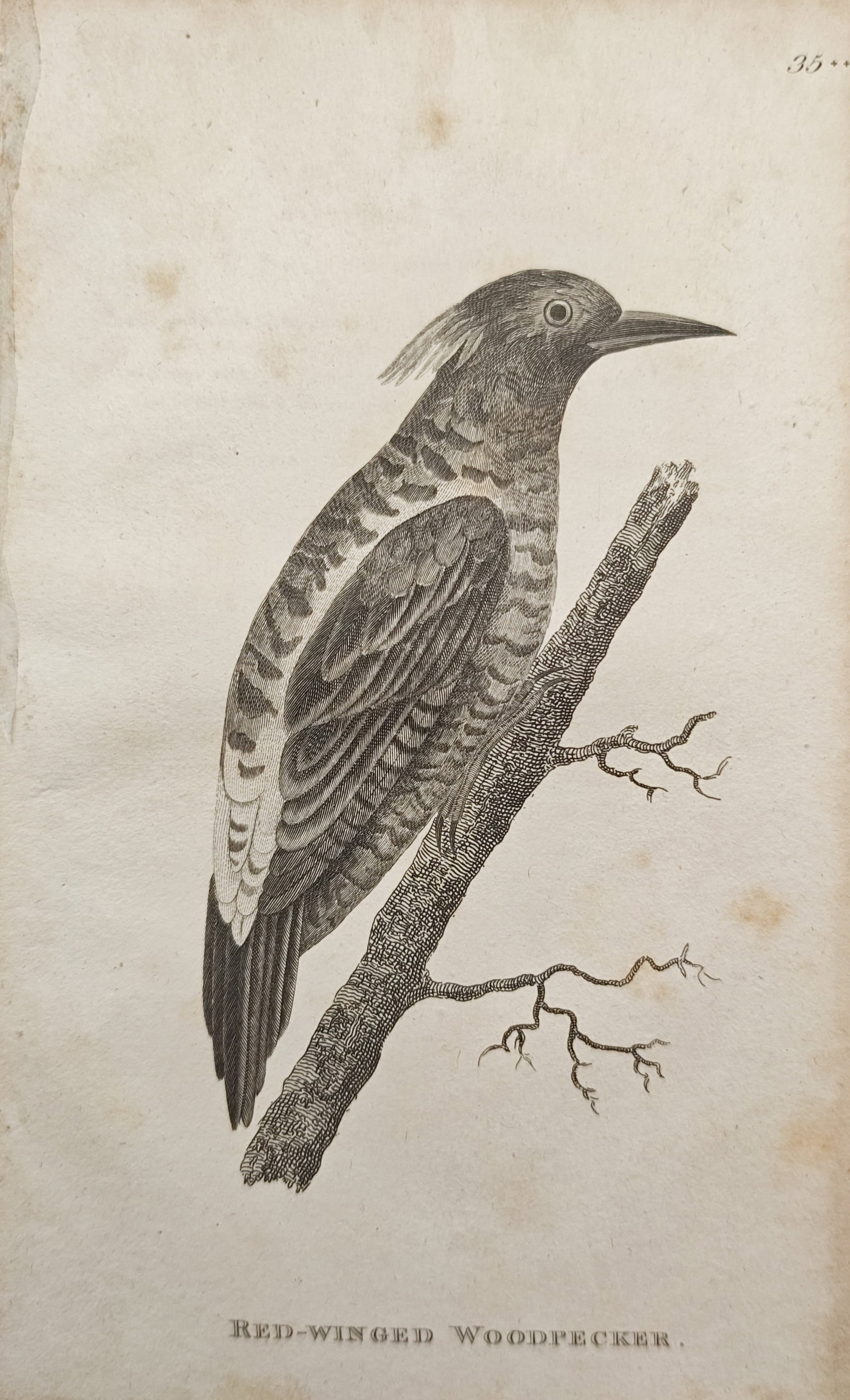 George Shaw – Red-Winged Woodpecker Study – Engraving (19th Century): "Red-Winged Woodpecker" illustrates a crested woodpecker perched vertically along a slender tree bough, detailing its barred plumage, pointed bill, and specialized feet. Produced for an extensive mult