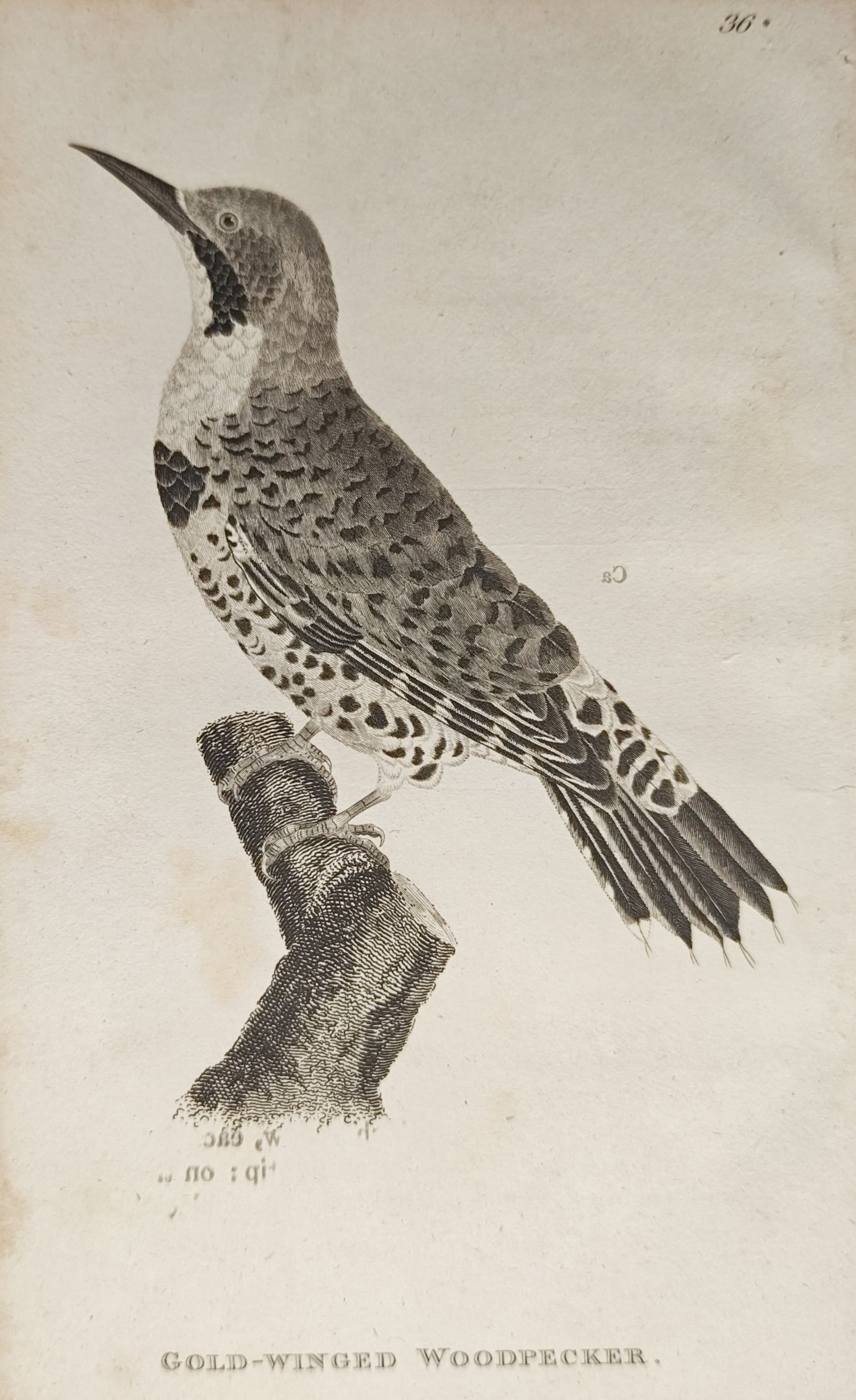 George Shaw – Gold-Winged Woodpecker Study – Engraving (19th Century) (1 of 2)