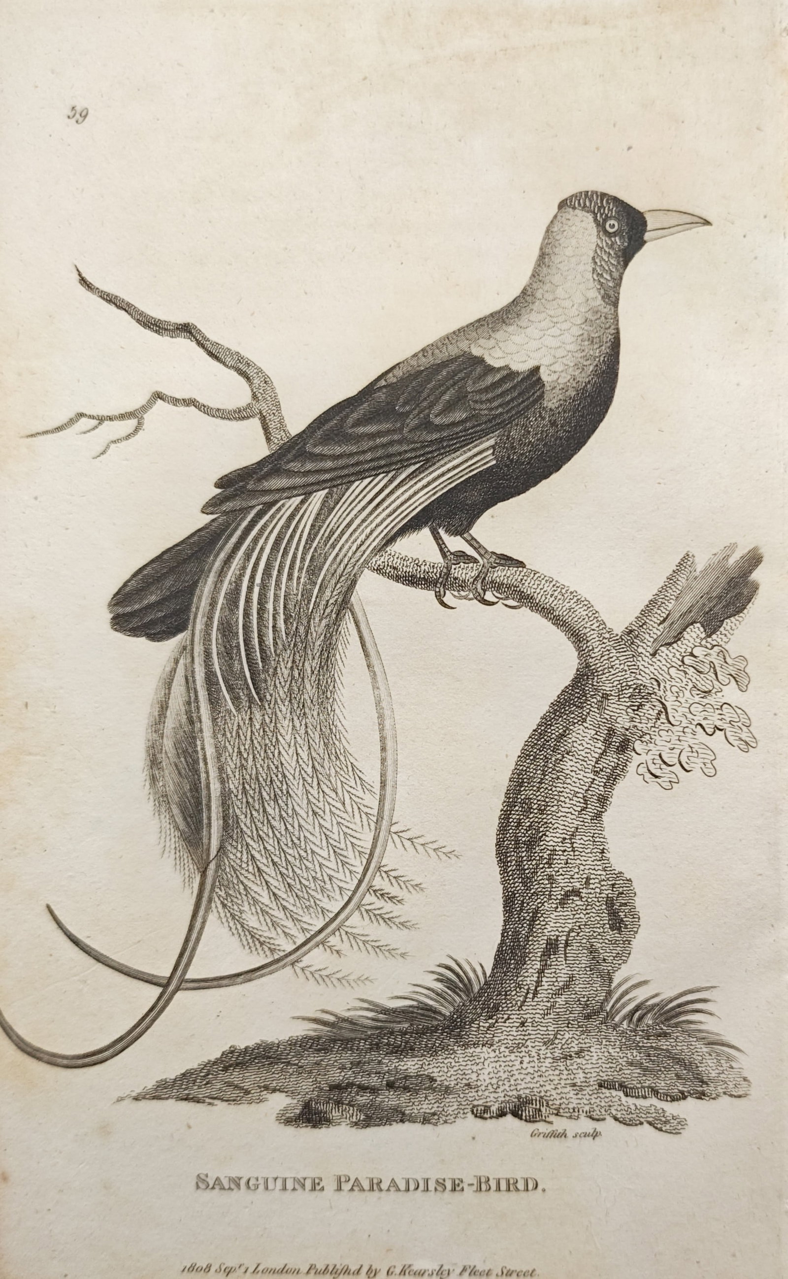 George Shaw – Sanguine Paradise-Bird Study – Engraving (1808): "Sanguine Paradise-Bird" illustrates a bird of paradise with elongated ornamental flank plumes perched atop a weathered, lichen-covered tree stump. Published in 1808 by George Kearsley on Fleet Street