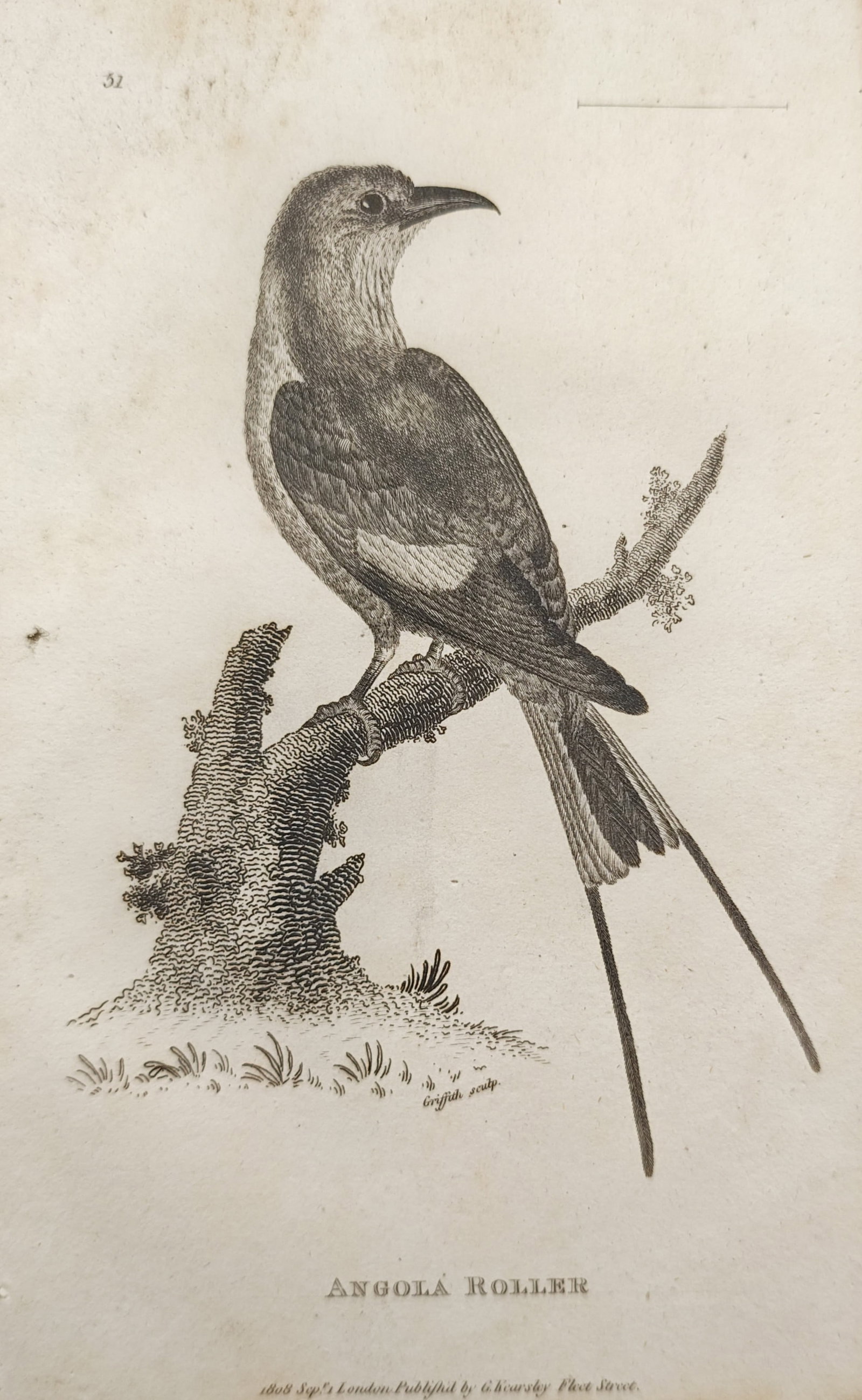 George Shaw – Angola Roller Study – Engraving (1808) (1 of 2)
