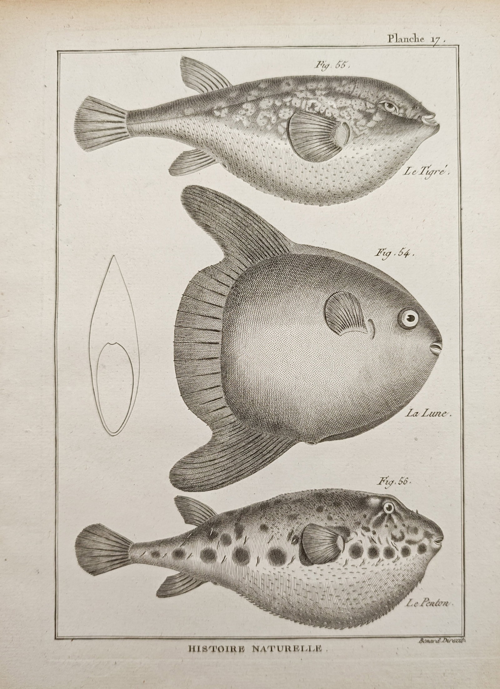 Robert Bénard – Studies of the Sunfish and Pufferfish – Engraving (18th Century): "Studies of the Sunfish and Pufferfish" illustrates marine ichthyological specimens including an ocean sunfish and varieties of inflated globefish with fine anatomical precision. Produced during the e