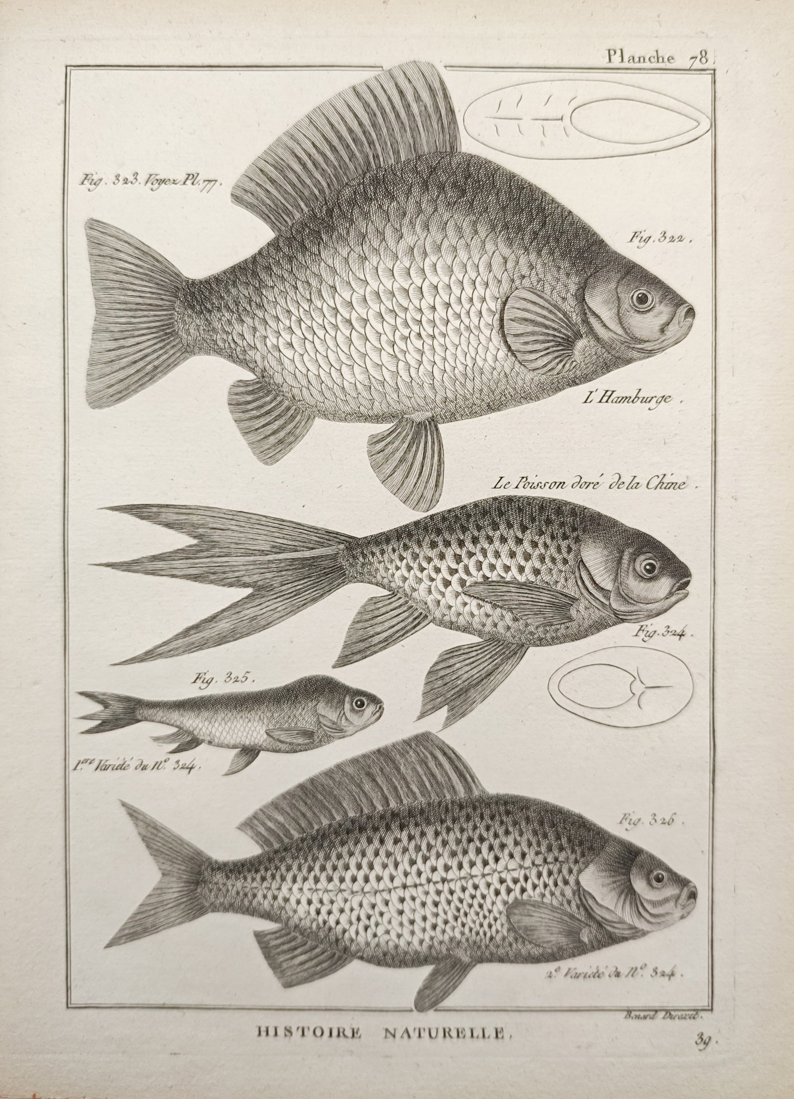 Robert Bénard – Studies of Chinese Goldfish and Cyprinid Fish – Engraving (18th Century): "Studies of Chinese Goldfish and Cyprinid Fish" illustrates freshwater fish specimens including varieties of the Chinese goldfish and related cyprinids with delicate anatomical accuracy. Produced duri