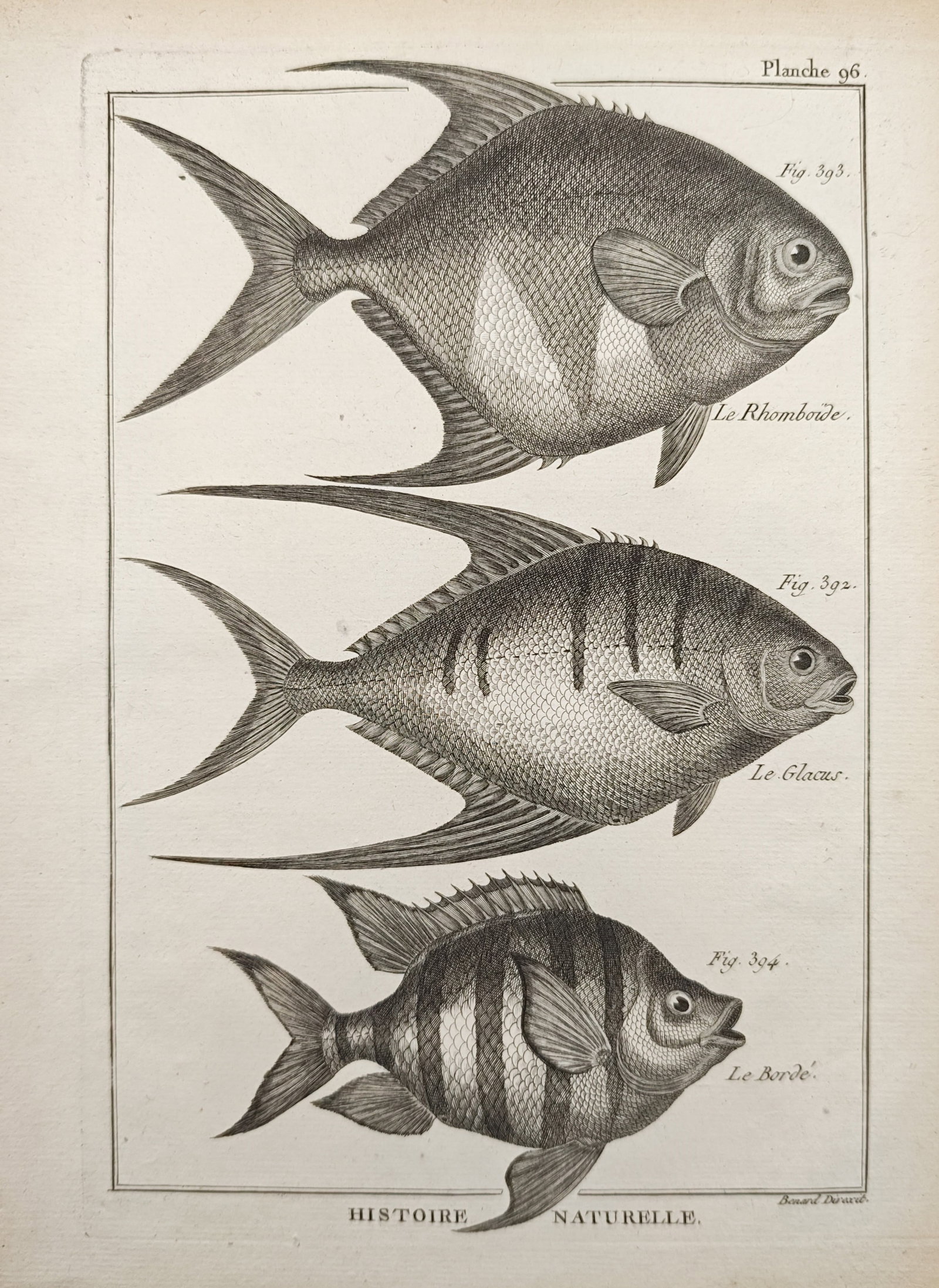 Robert Bénard – Studies of the Rhomboid, Glaucus, and Borde Fish – Engraving (18th Century): "Studies of the Rhomboid, Glaucus, and Borde Fish" illustrates marine ichthyological specimens featuring deep-bodied species with distinct vertical bar markings and elongated fins with fine anatomical