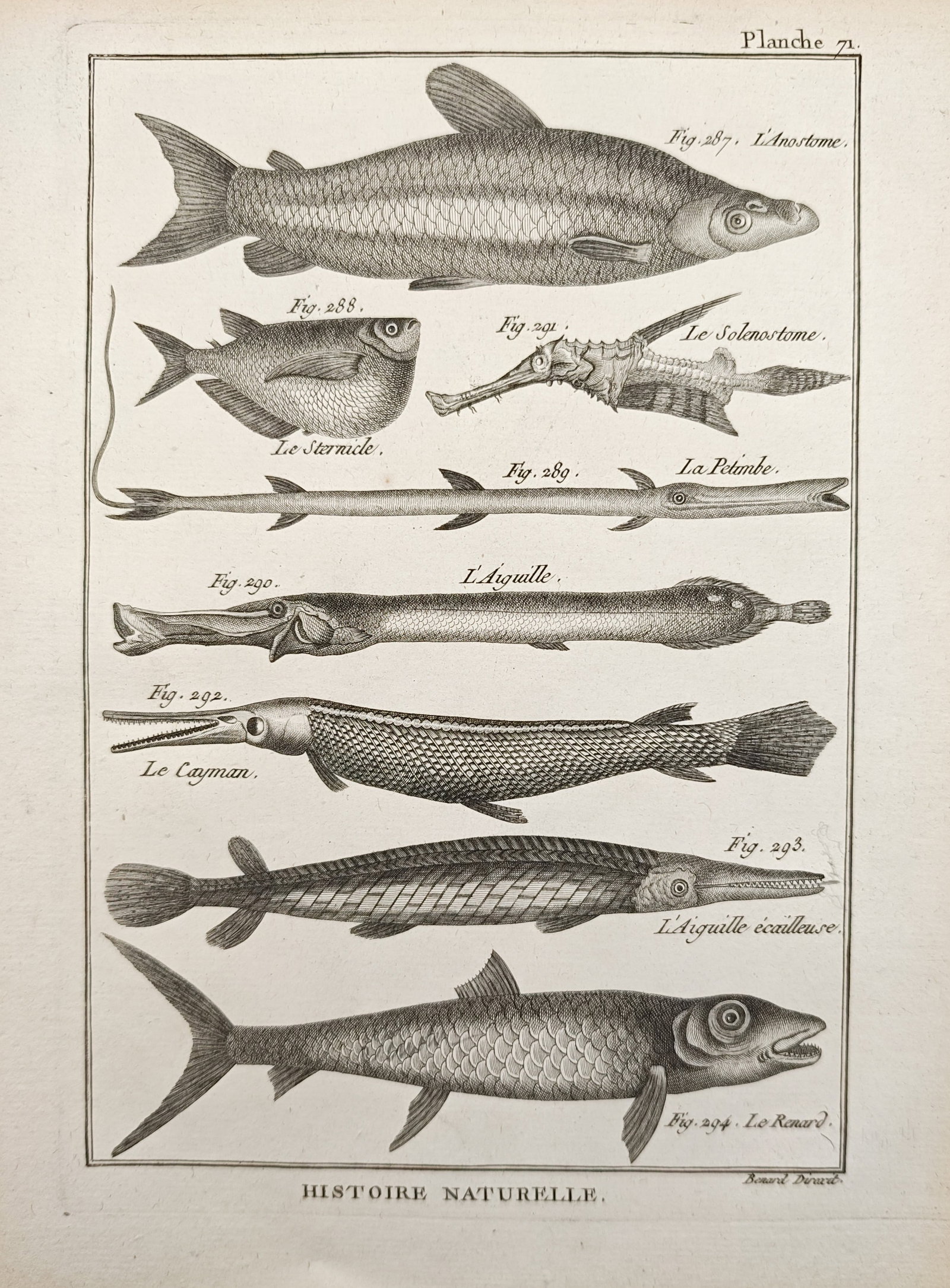 Robert Bénard – Studies of Needlefish, Pipefish, and Garfish – Engraving (18th Century): "Studies of Needlefish, Pipefish, and Garfish" illustrates diverse aquatic fauna featuring elongated predatory fishes, pipefish, and freshwater species with fine anatomical accuracy. Produced during t
