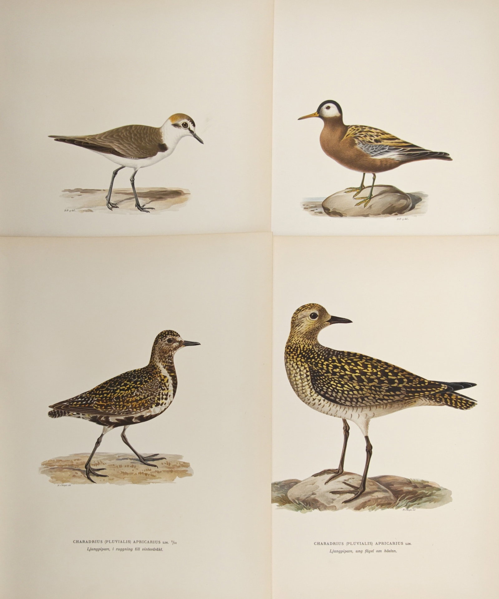 Magnus von Wright – Set of 4: Studies of Plovers and Shorebirds – Lithographs (1920s): "Studies of Plovers and Shorebirds" illustrates various Scandinavian wader species including golden plovers and shorebirds depicted in distinct seasonal plumages standing on earthy ground and stones. 