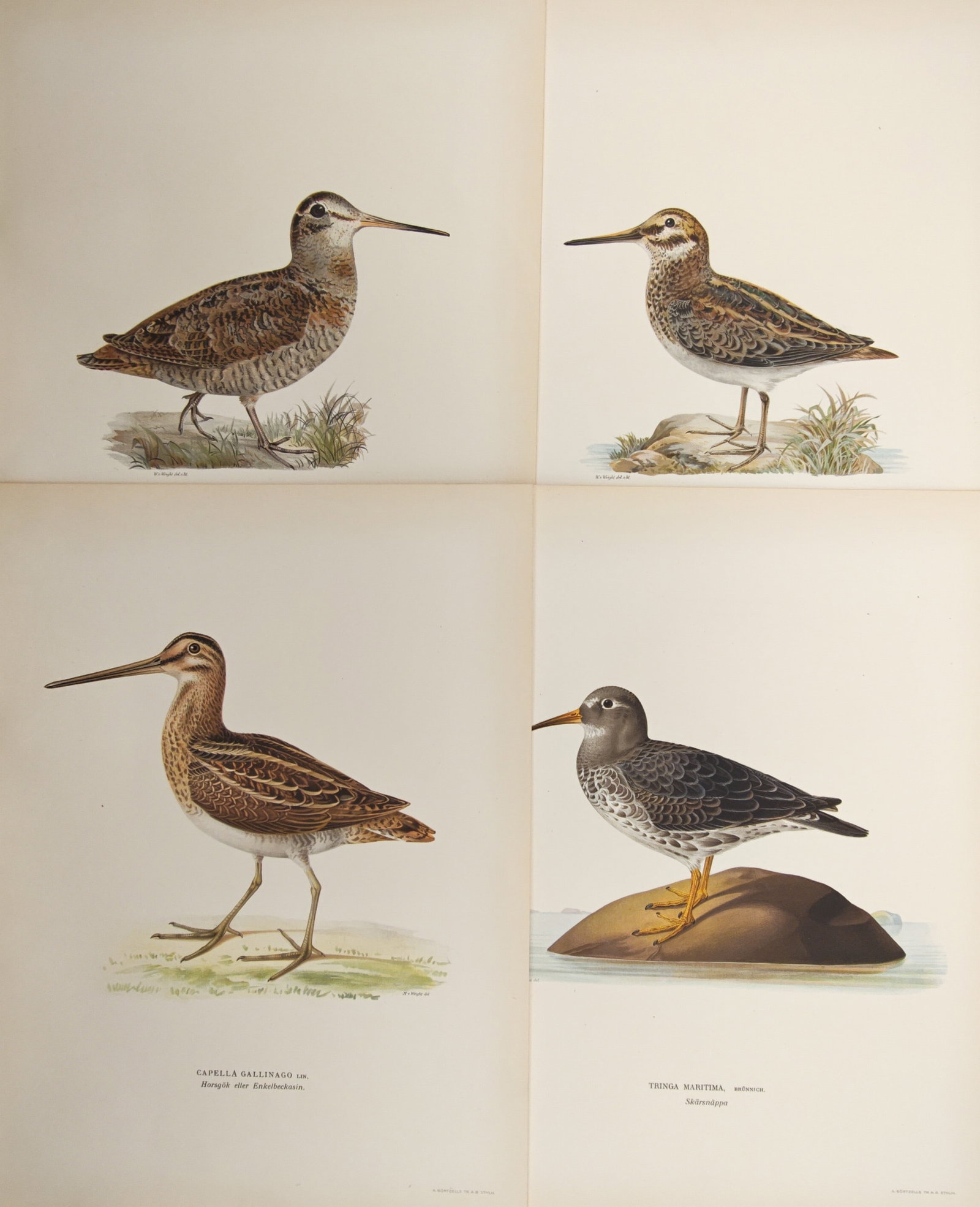 Magnus von Wright – Set of 4: Studies of Snipes and Sandpipers – Lithographs (1920s): "Studies of Snipes and Sandpipers" illustrates various Nordic wetland and wading bird species including snipes and sandpipers shown with mottled plumage details against subtle natural perches and wate