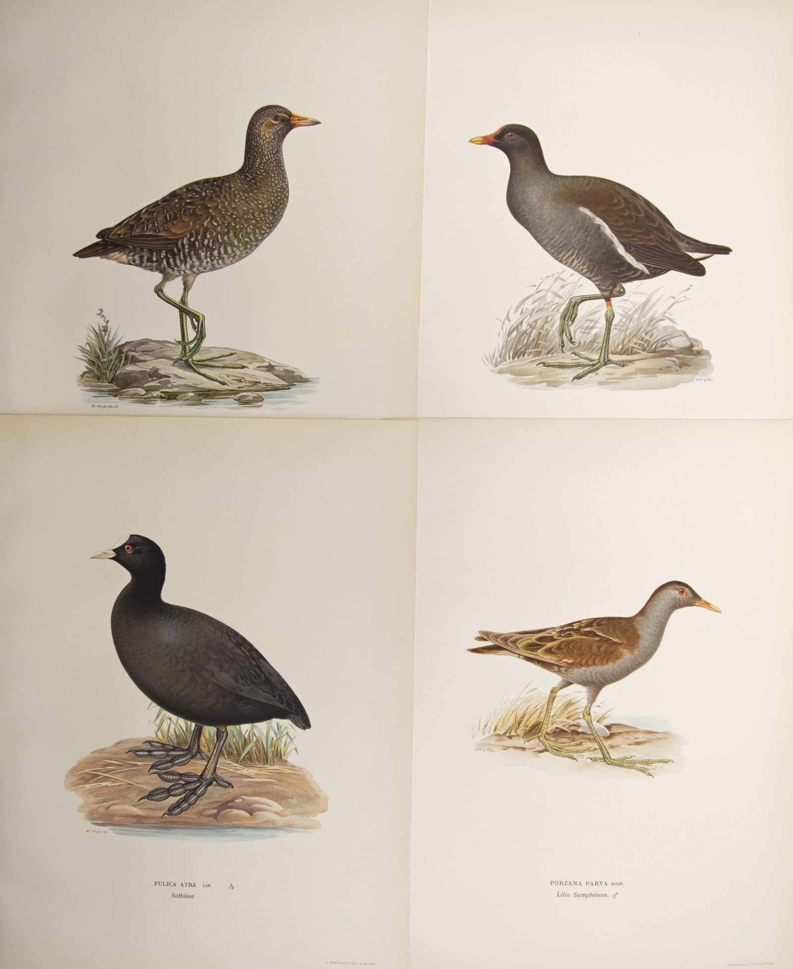 Magnus von Wright – Set of 4: Studies of Coots, Moorhens, and Crakes – Lithographs (1920s): "Studies of Coots, Moorhens, and Crakes" illustrates various European wetland bird species belonging to the rail family, depicted in profile standing near grassy marsh shores and waterlines. Published