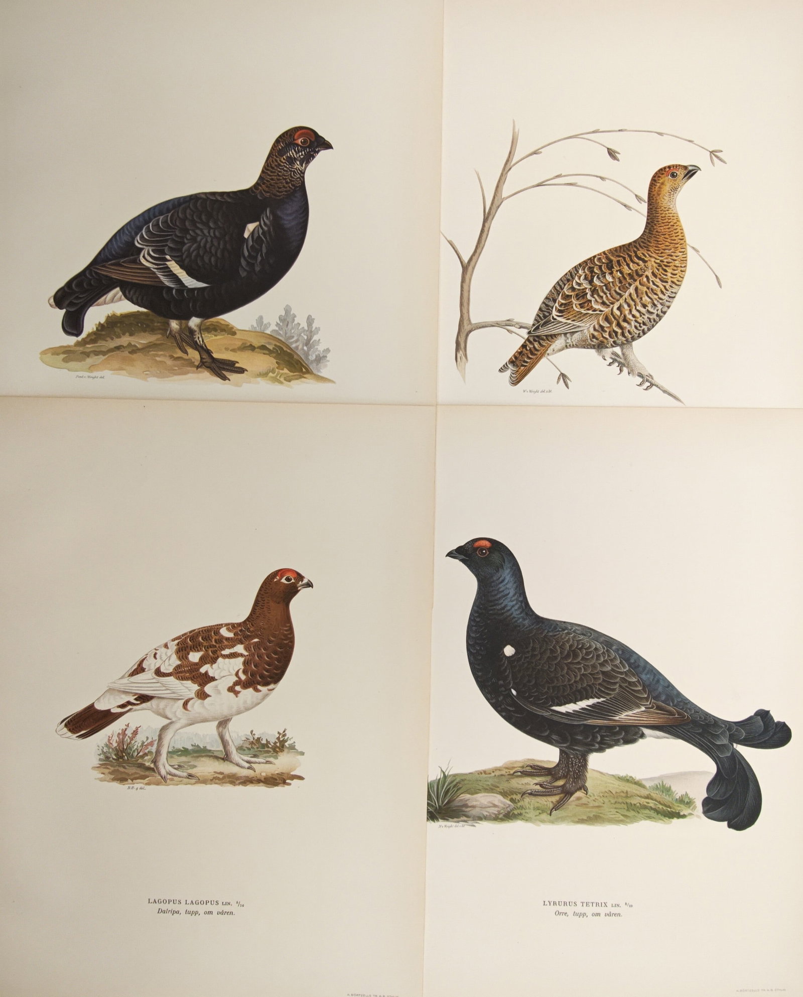 Magnus von Wright – Set of 4: Studies of Black Grouse and Ptarmigan – Lithographs (1920s) (1 of 2)