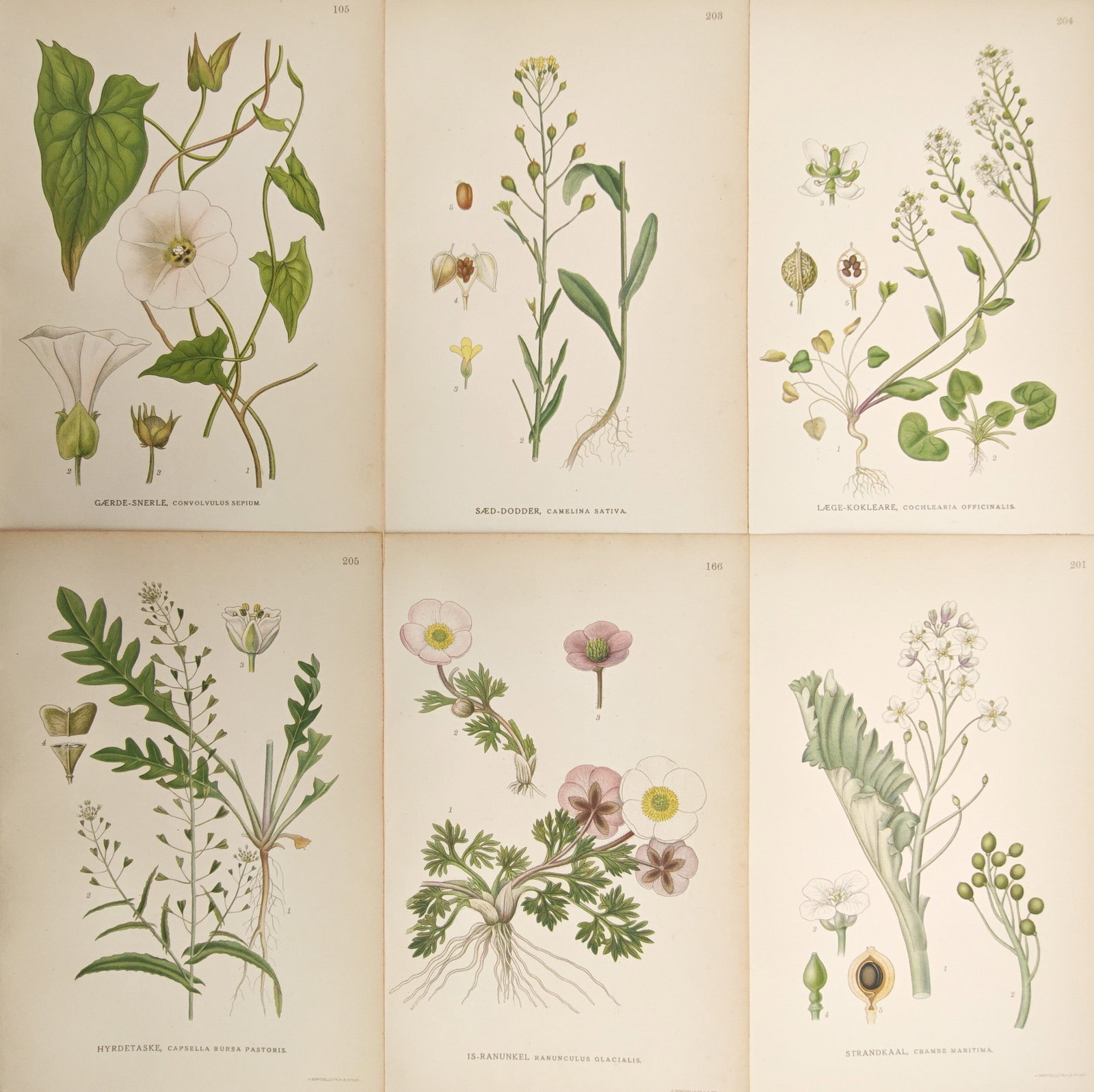 Carl Lindman – Set of 6: Botanical Studies of Northern Flora – Lithographs (1905): "Botanical Studies of Northern Flora" illustrates varied Scandinavian flowering plants including bindweed, shepherd's purse, anemone, and cruciferous herbs alongside detailed dissections of their root