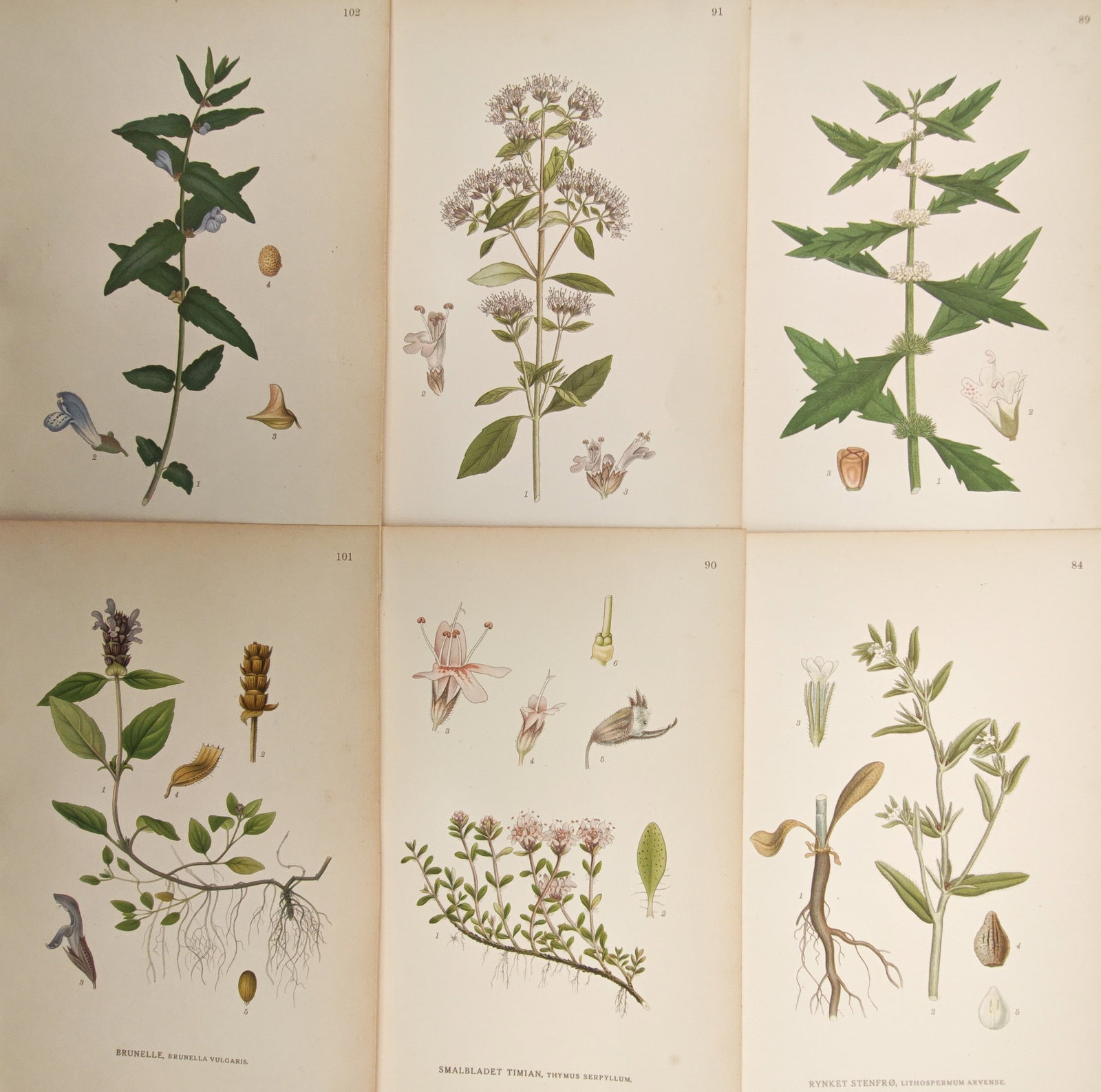Carl Lindman – Set of 6: Botanical Studies of Lamiaceae and Labiate Herbs – Lithographs (1905): "Botanical Studies of Lamiaceae and Labiate Herbs" illustrates varied aromatic and medicinal plants of the mint family including wild thyme, skullcap, self-heal, and bugleweed alongside delicate morph