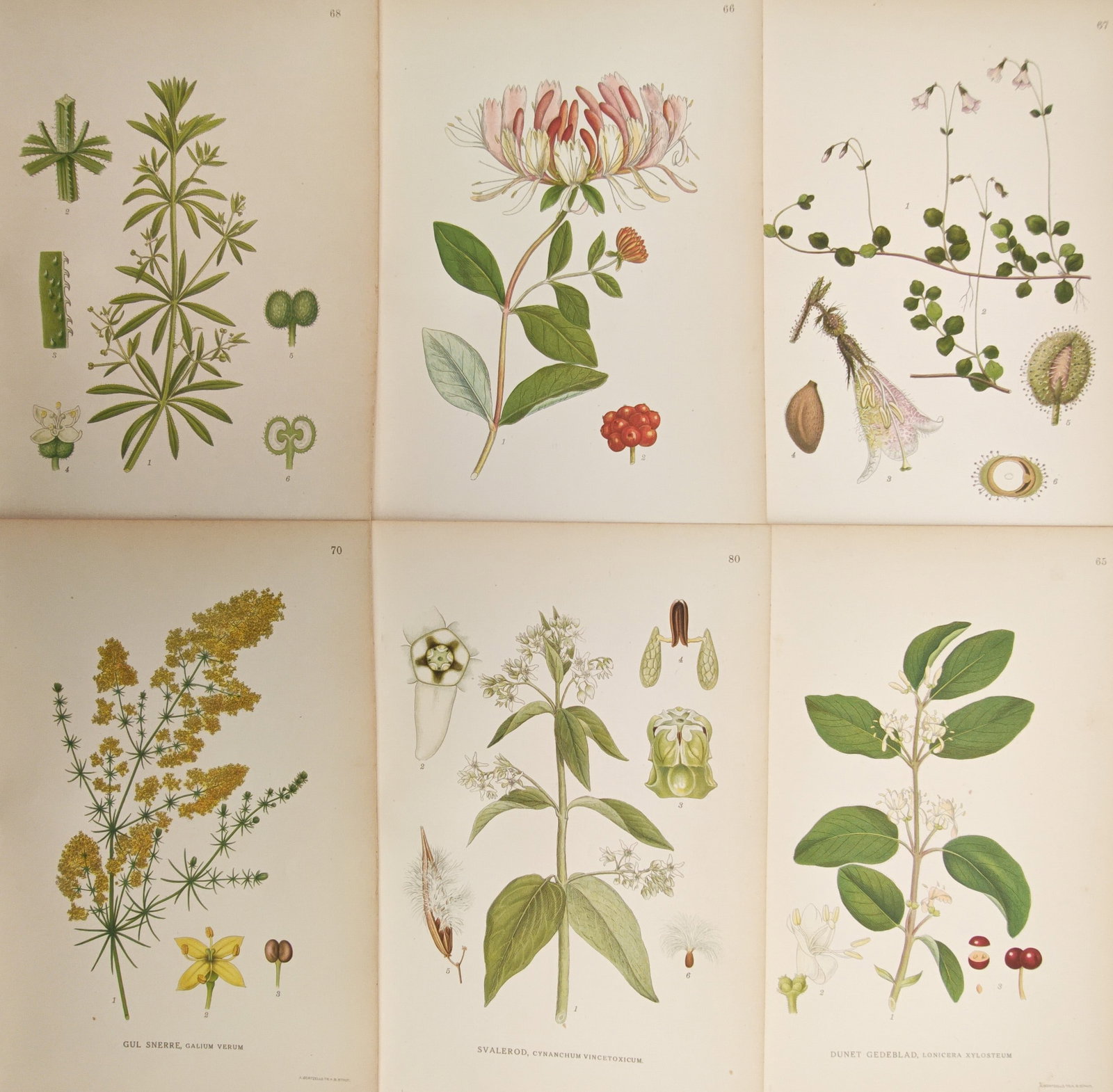 Carl Lindman – Set of 6: Botanical Studies of Caprifoliaceae and Rubiaceae Flora – Lithographs: "Botanical Studies of Caprifoliaceae and Rubiaceae Flora" illustrates varied Scandinavian climbing and woodland plants including honeysuckle, twinflower, bedstraw, and fly honeysuckle alongside delica