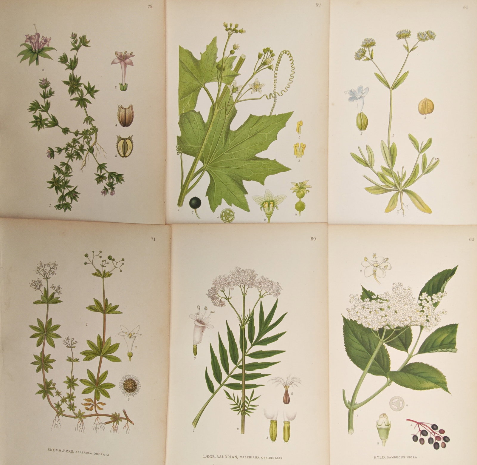 Carl Lindman – Set of 6: Botanical Studies of Elder, Valerian, and Climbing Herbs – Lithographs: "Botanical Studies of Elder, Valerian, and Climbing Herbs" illustrates varied northern flora including elderberry, valerian, bryony, and bedstraw species alongside delicate morphological dissections o