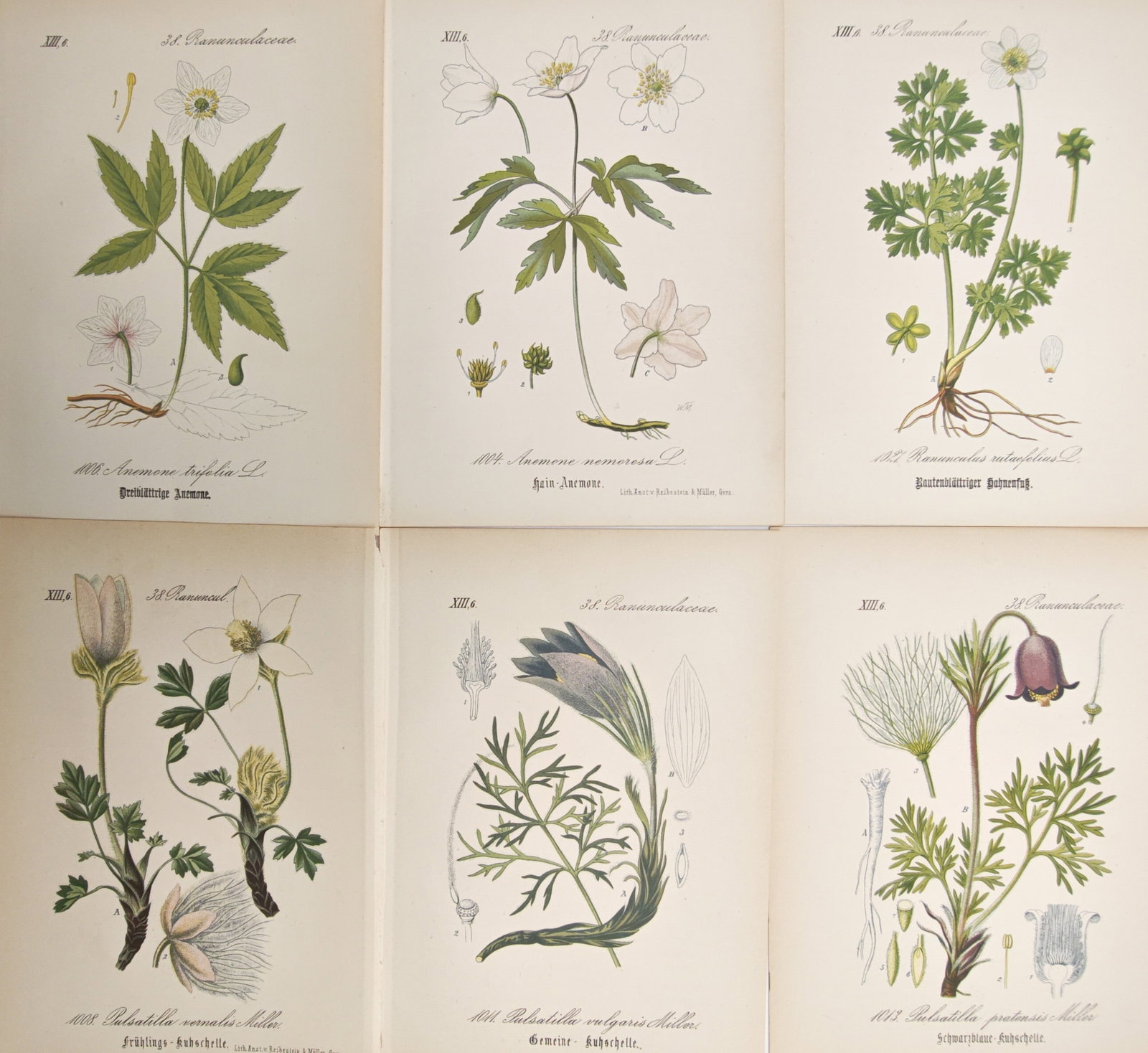 Moritz Fünfstück – Set of 6: Botanical Studies of Ranunculaceae – Lithographs (19th Century) (1 of 2)