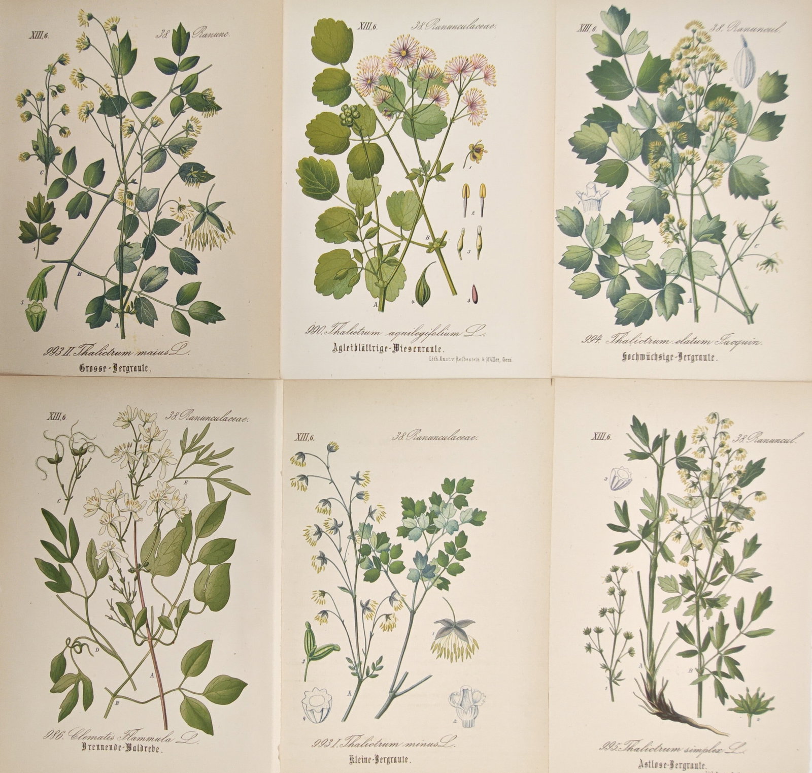 Moritz Fünfstück – Set of 6: Botanical Studies of Thalictrum and Clematis – Lithographs (1 of 2)