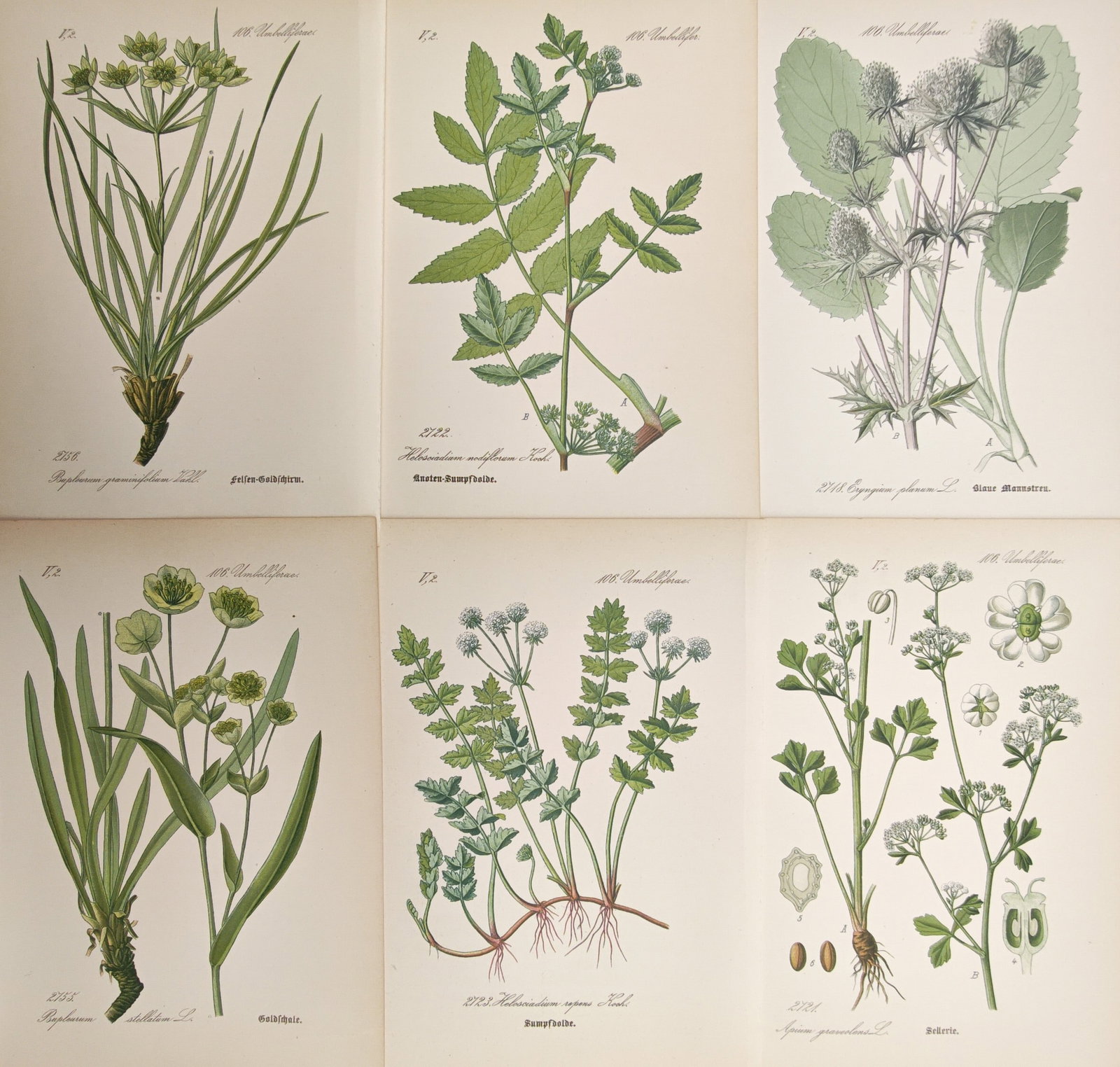 Moritz Fünfstück – Set of 6: Botanical Studies of Umbelliferae and Apiaceae Flora – (1 of 2)