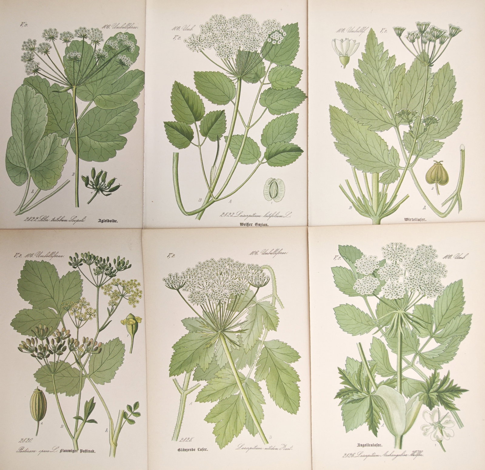 Moritz Fünfstück – Set of 6: Botanical Studies of Laserpitium and Angelica Flora – Lithographs: "Botanical Studies of Laserpitium and Angelica Flora" illustrates varied European flowering herbs of the carrot family displaying dense compound umbels, broad lobed foliage, and analytical carpologica