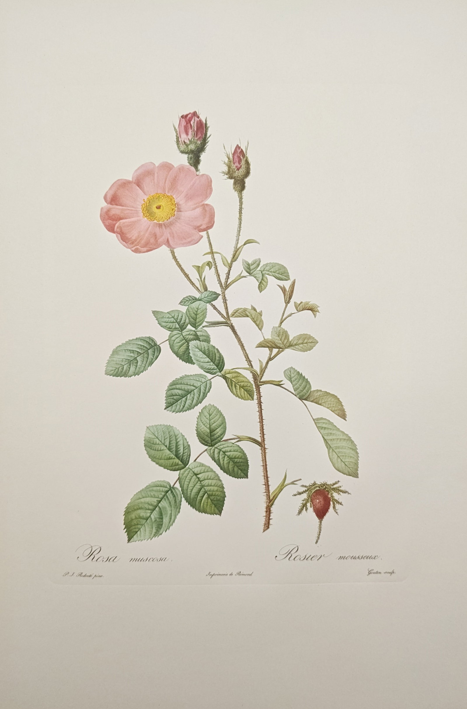 Pierre-Joseph Redouté,after – Moss Rose – Offset print (20th Century): "Moss Rose" presents a botanical study illustrating the flowering stem, delicate pink blossoms, mossy buds, and serrated foliage of the Rosa muscosa variety set against a neutral ground. Based on comp
