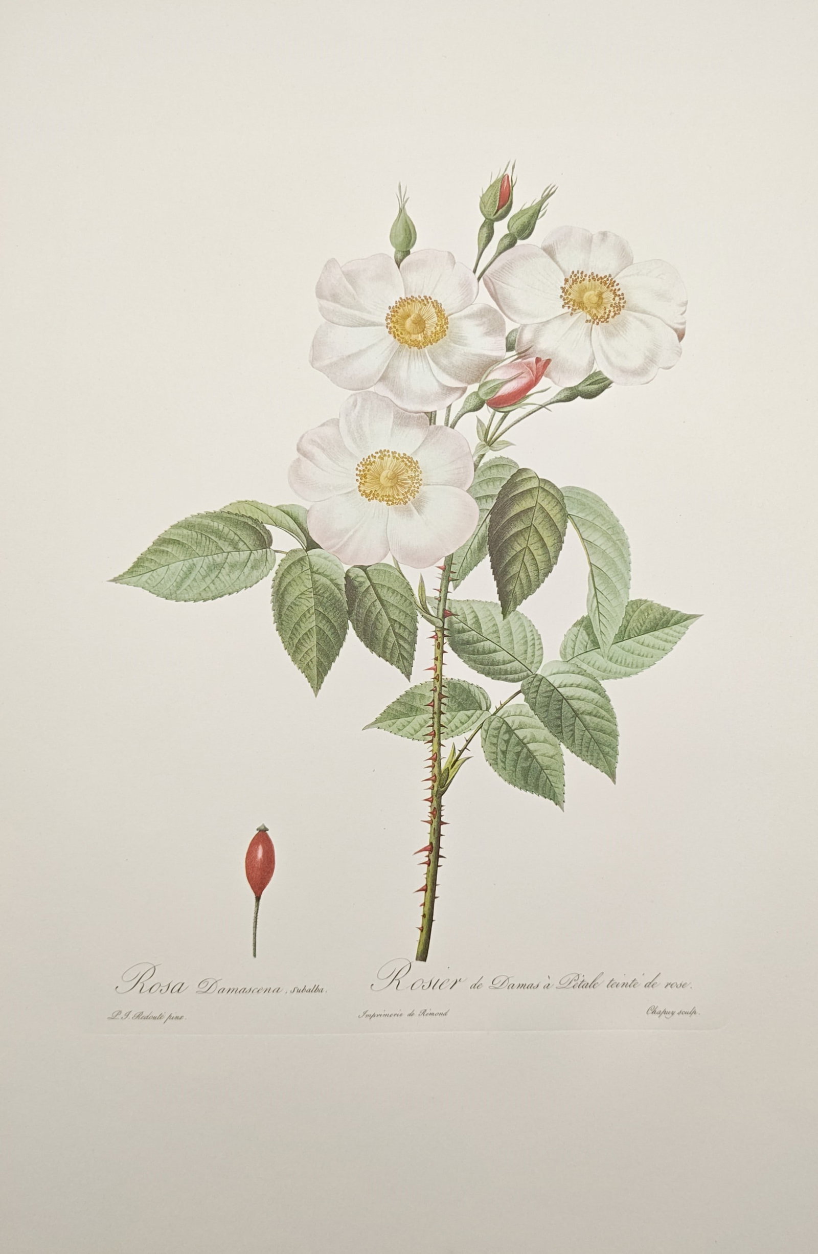 Pierre-Joseph Redouté,after – Damask Rose with Pink-Tinted Petals – Offset print (20th Century): "Damask Rose with Petals Tinted with Pink" presents a botanical study illustrating the prickly flowering stem, pale blossoms with prominent stamens, pointed buds, and solitary rose hip of the Rosa Dam