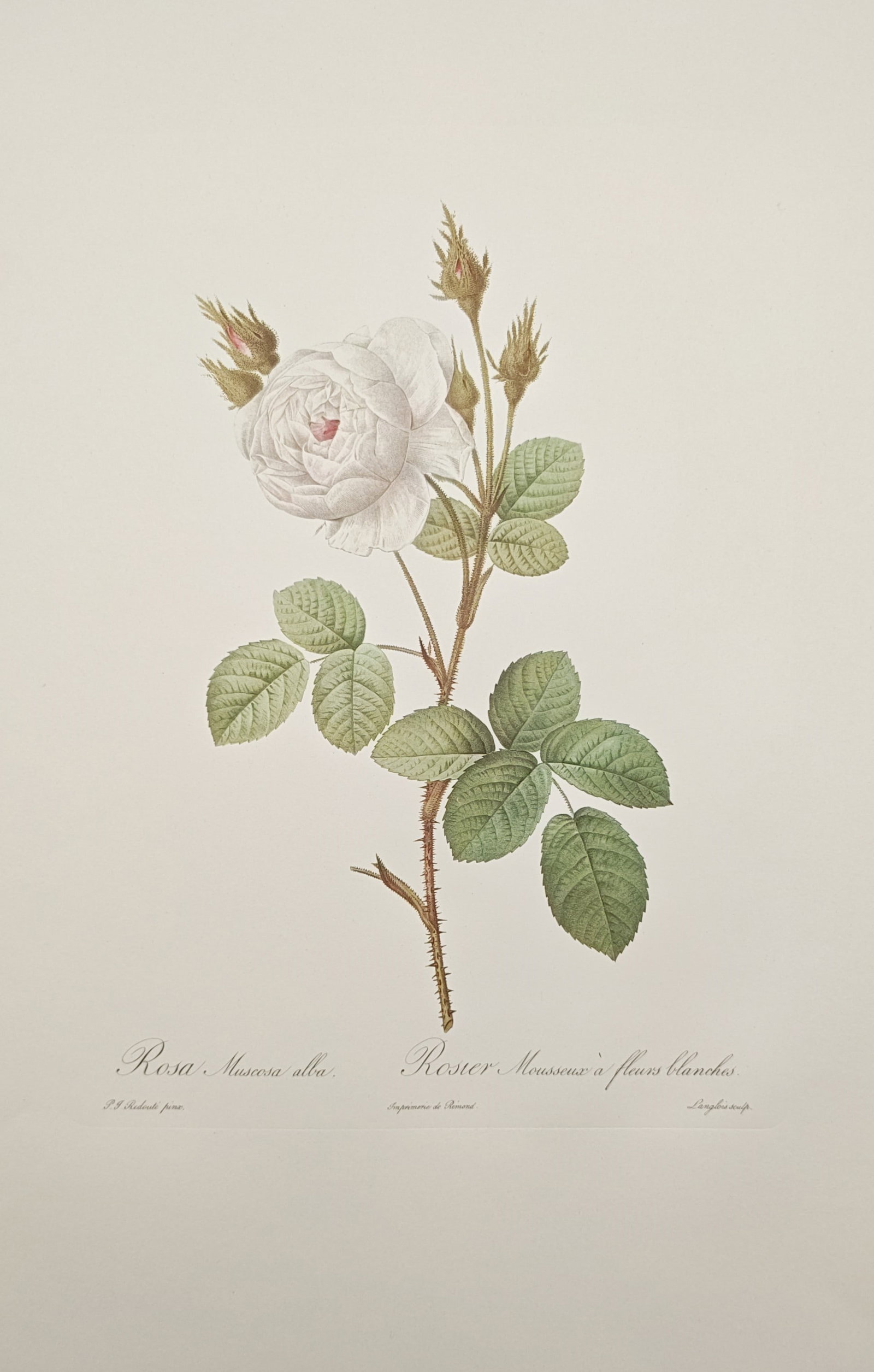 Pierre-Joseph Redouté,after – White Moss Rose – Offset print (20th Century) (1 of 2)