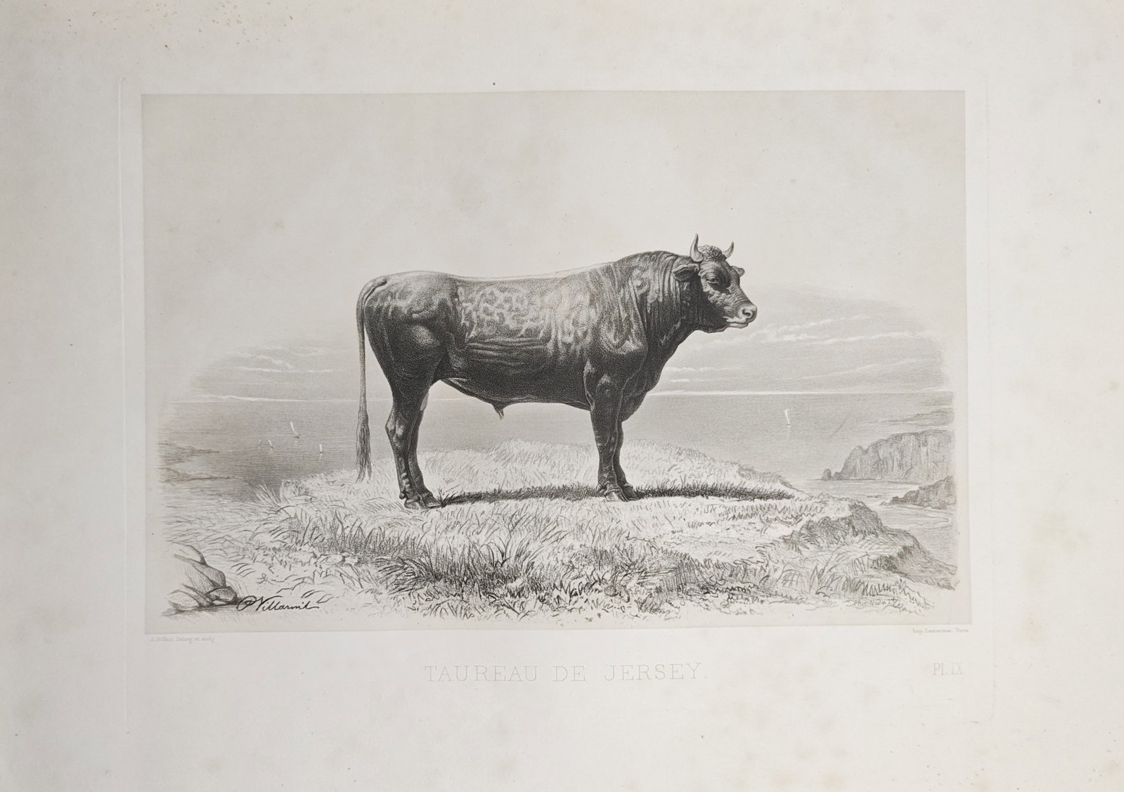Émile Baudement – Jersey Bull – Lithograph (19th Century): "Jersey Bull" presents a nineteenth-century zoological study depicting a prize Jersey bull standing in profile upon an elevated grassy knoll overlooking a distant coastal expanse. Published in Paris f