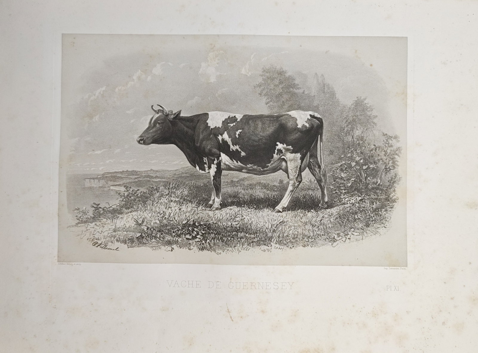 Émile Baudement – Guernsey Cow – Lithograph (19th Century): "Guernsey Cow" presents a nineteenth-century zoological study portraying a Guernsey dairy cow standing upon an elevated meadow overlooking a distant coastal bay. Published in Paris for Émile Baudemen
