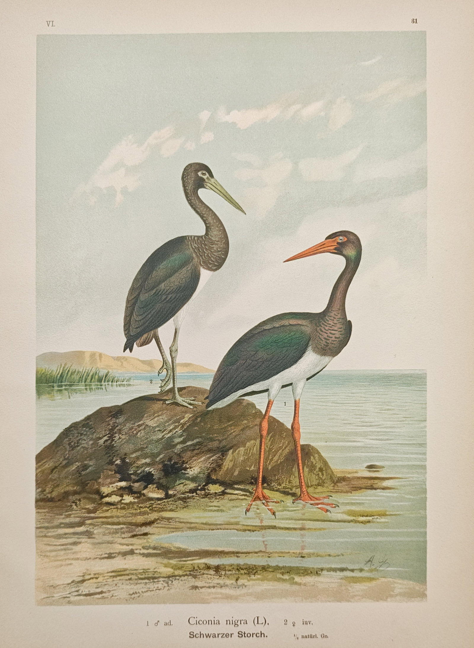 Johann Friedrich Naumann – Black Stork – Lithograph (19th–20th Century) (1 of 2)