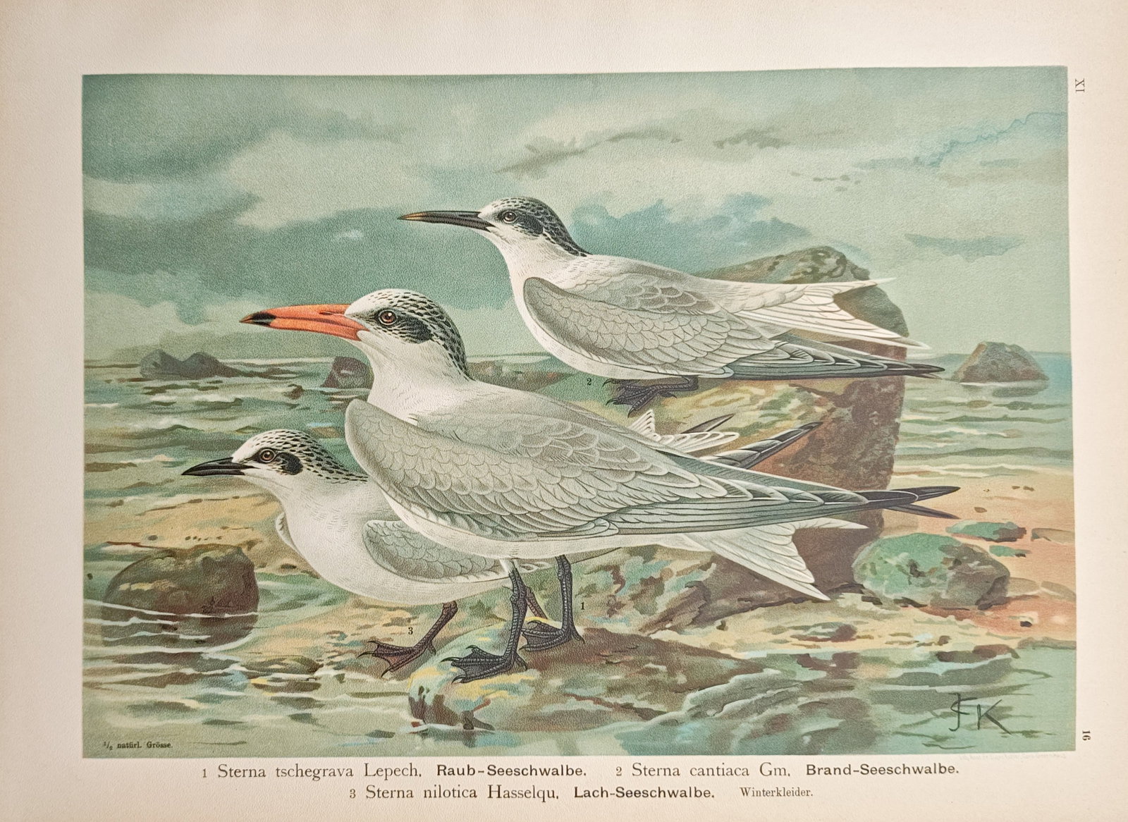 Johann Friedrich Naumann – Caspian Tern, Sandwich Tern, and Gull-Billed Tern – Lithograph (1 of 2)