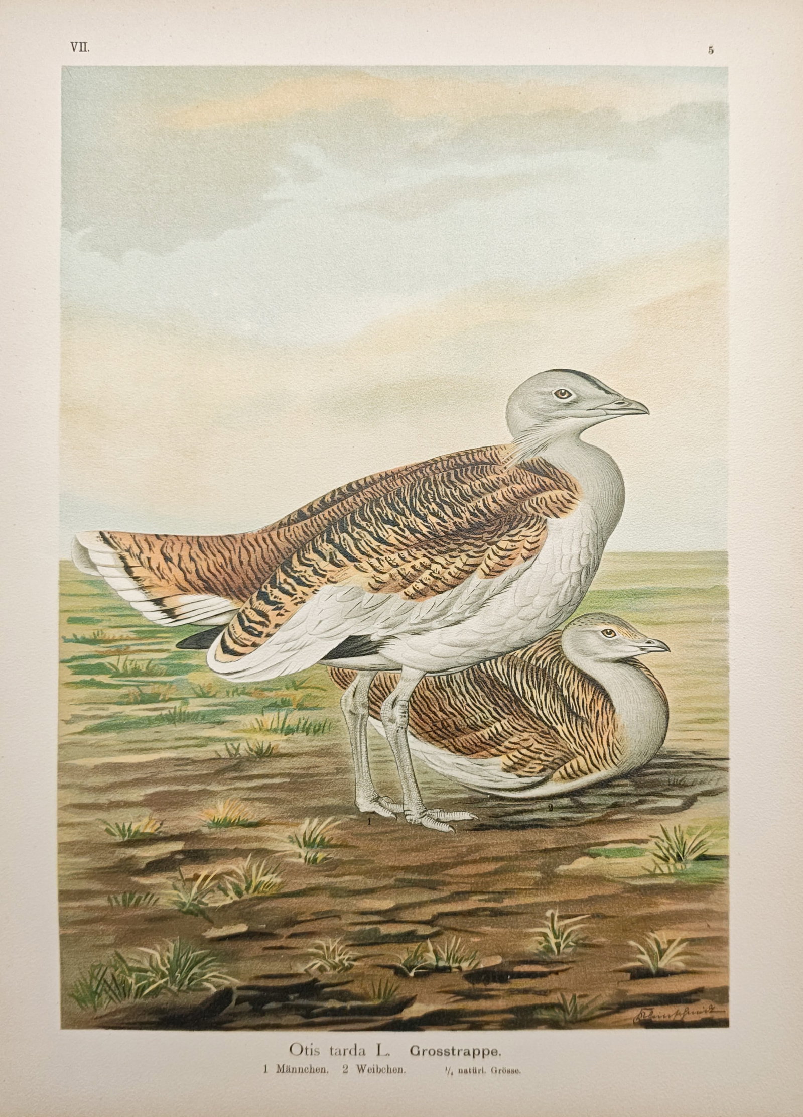Johann Friedrich Naumann – Great Bustard – Lithograph (19th–20th Century) (1 of 2)