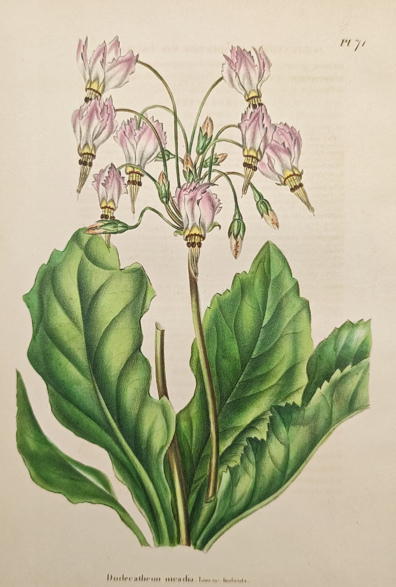Charles Morren – Shooting Star – Lithograph (19th Century): "Shooting Star" presents a botanical study illustrating the prominent basal rosette, upright flowering stalks, and pendulous reflexed pink blossoms of Dodecatheon meadia against an unadorned backgroun